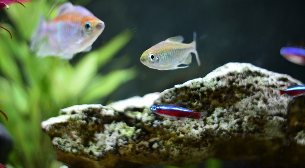 三重過濾,打造清亮水質