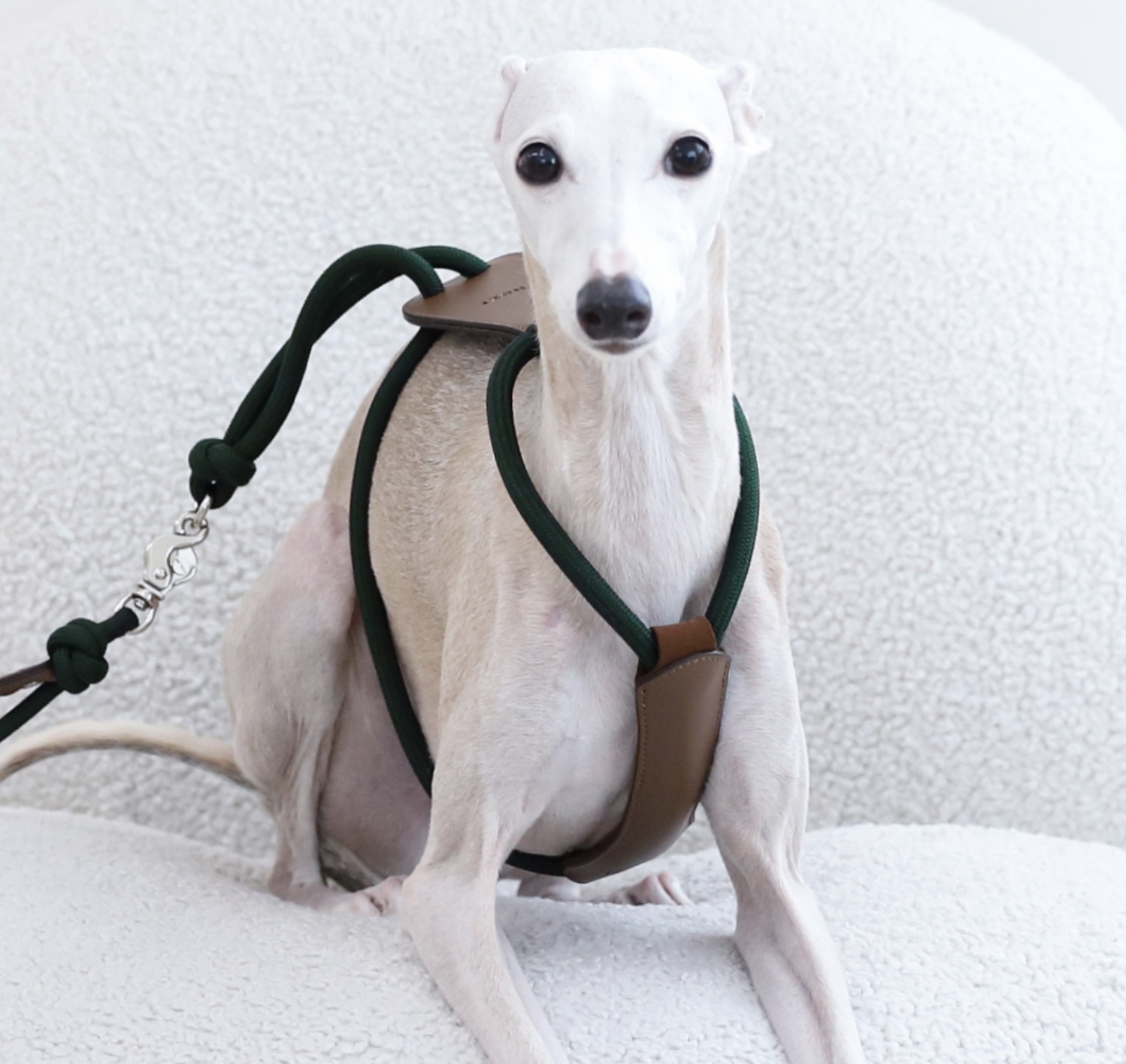 Essential Harness寵物胸背帶