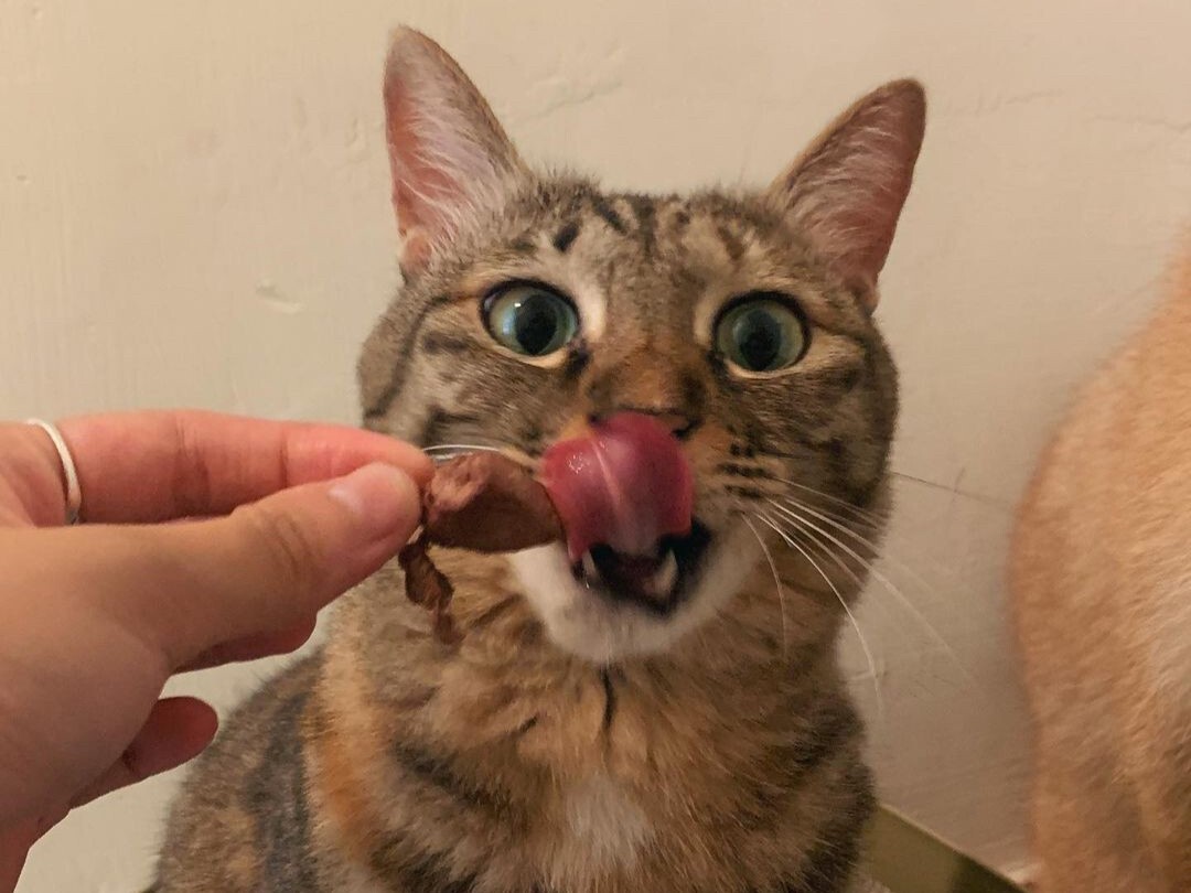 貓咪喝水獎勵零食圖
