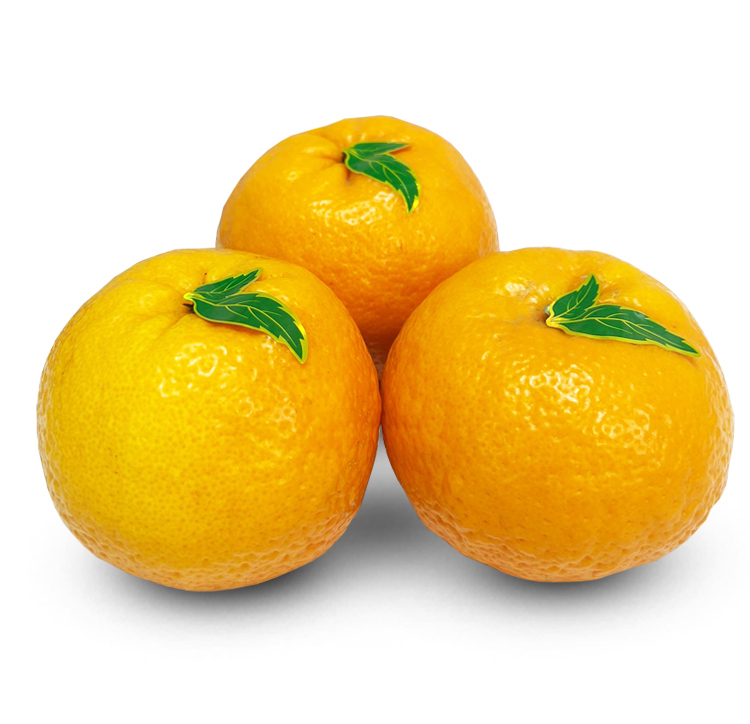 中國蜜柑 [ 3個 ]