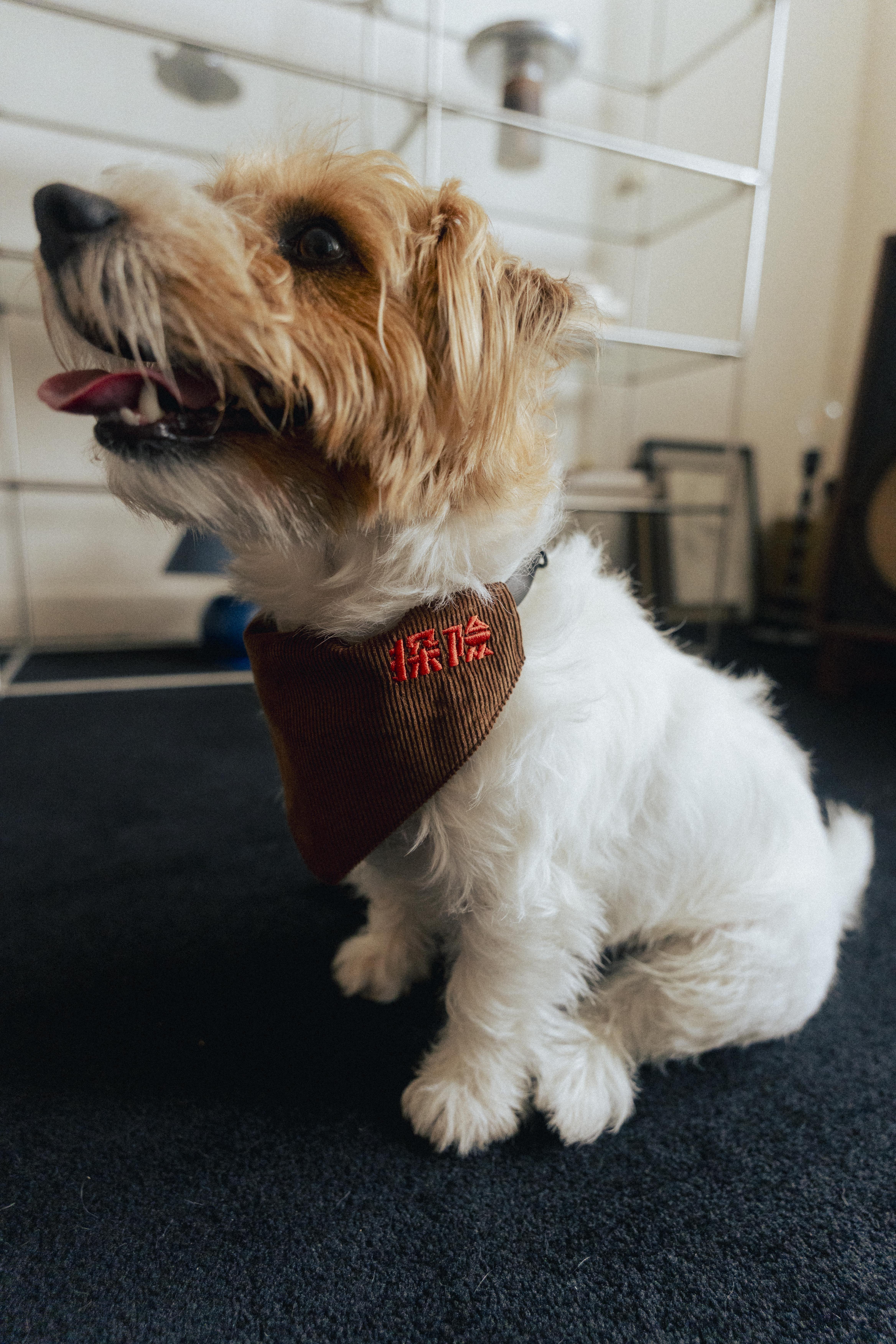 拉麵探險隊 燈芯絨 探險 雙層 寵物 領巾 (美式咖)