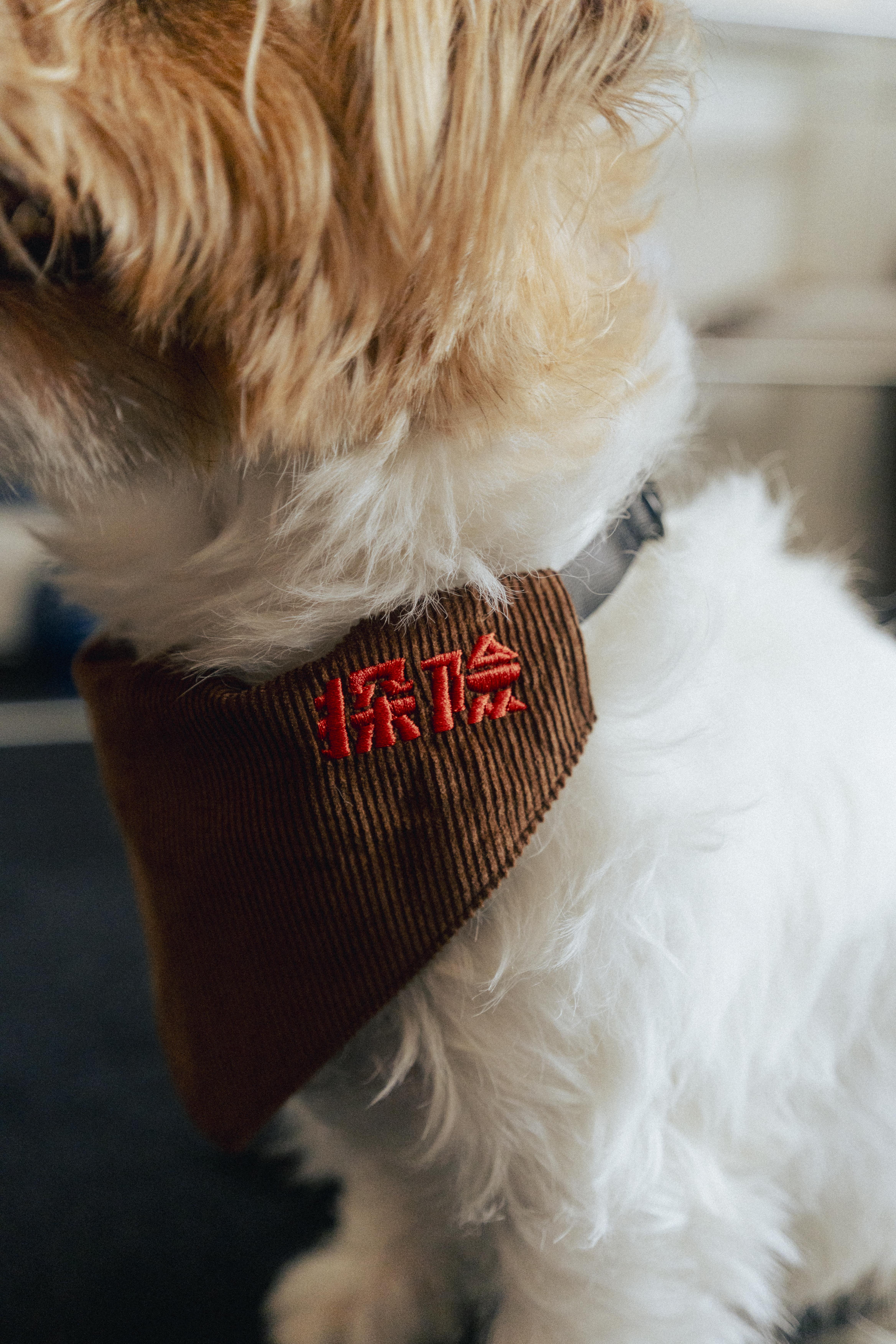 拉麵探險隊 燈芯絨 探險 雙層 寵物 領巾 (美式咖)