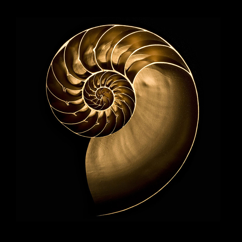 Vivid Audio GIYA G4 旗艦級落地式揚聲器