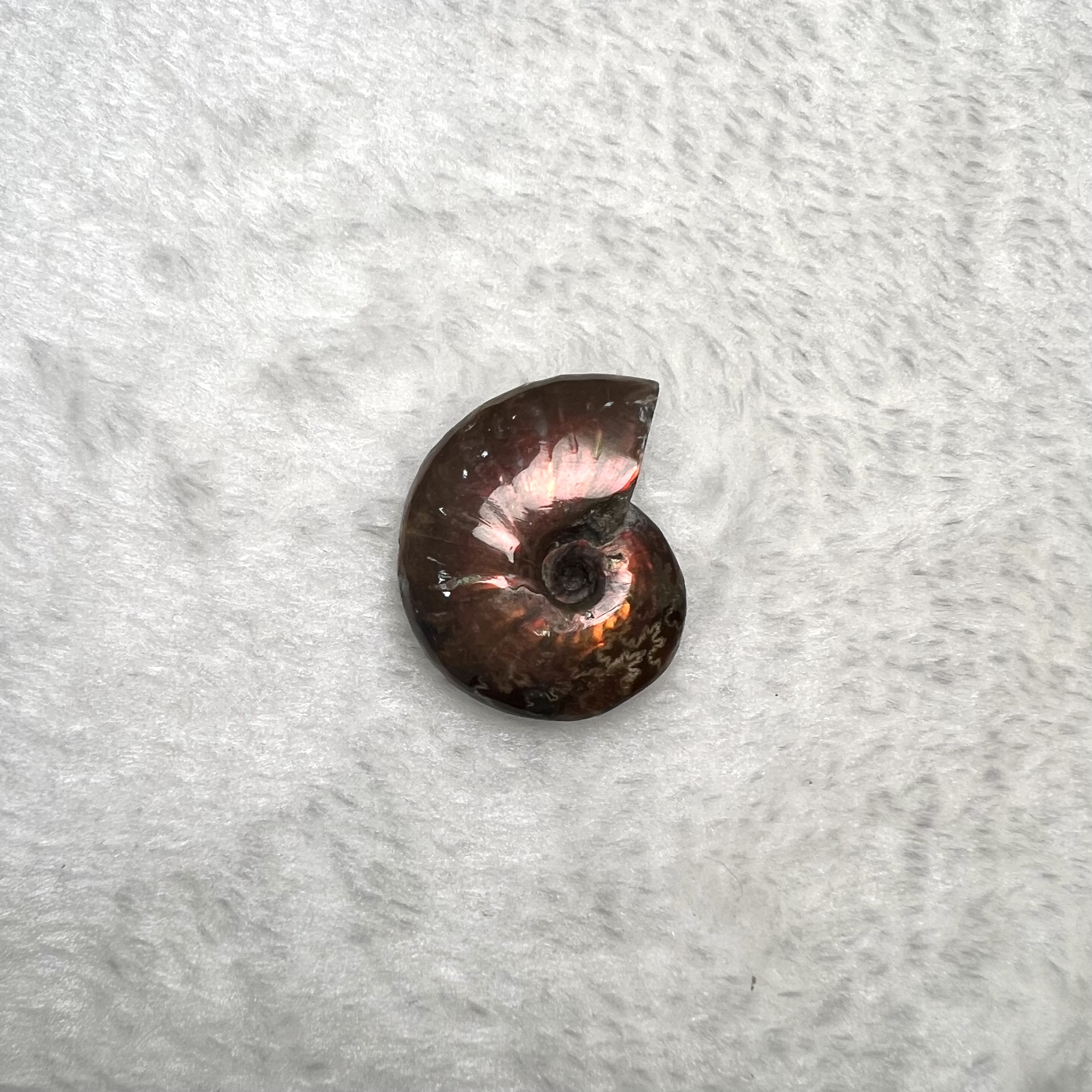 迷你斑彩螺 (2.5cm - 3cm)  #H693-6