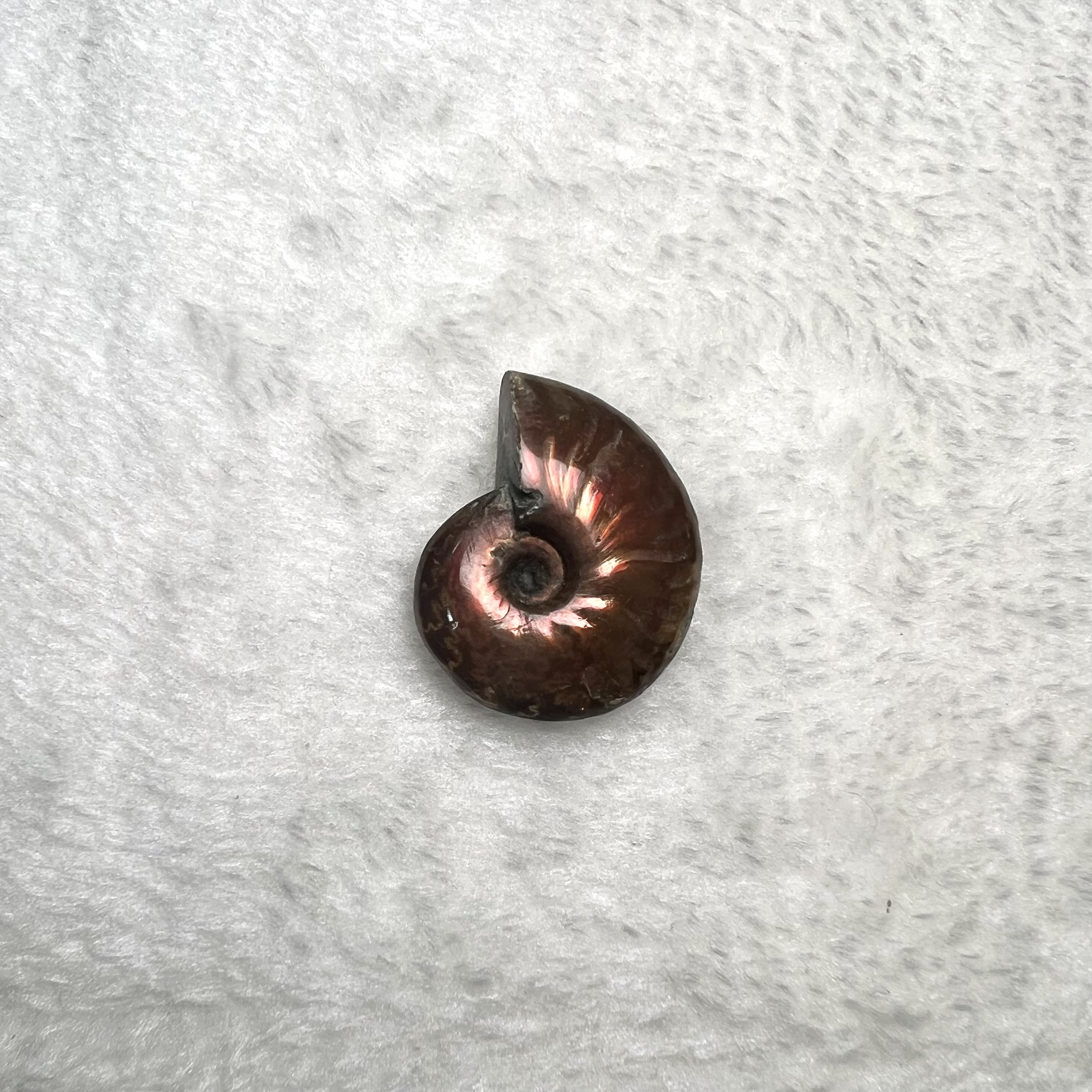 迷你斑彩螺 (2.5cm - 3cm)  #H693-6