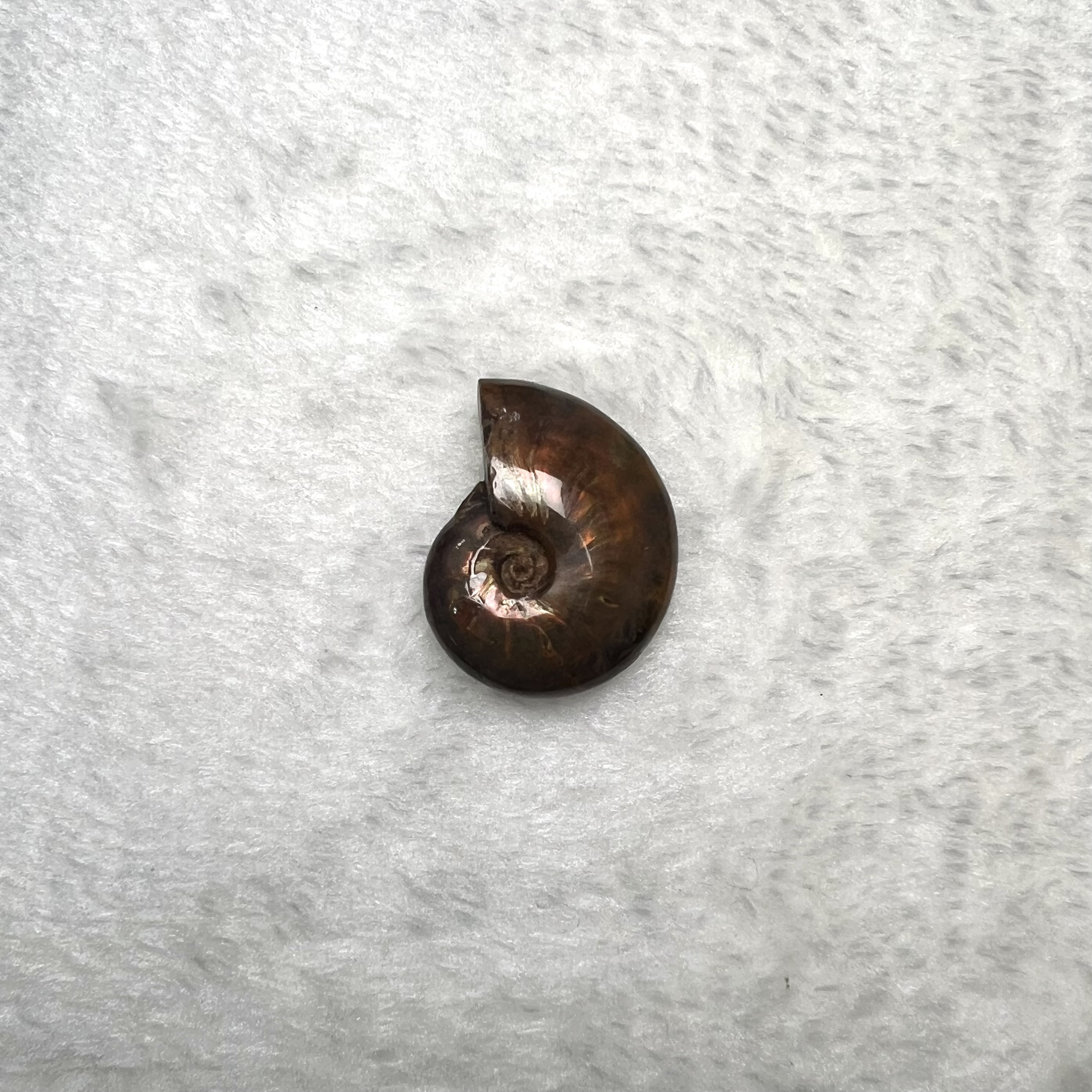 迷你斑彩螺 (2.5cm - 3cm)  #H693-4