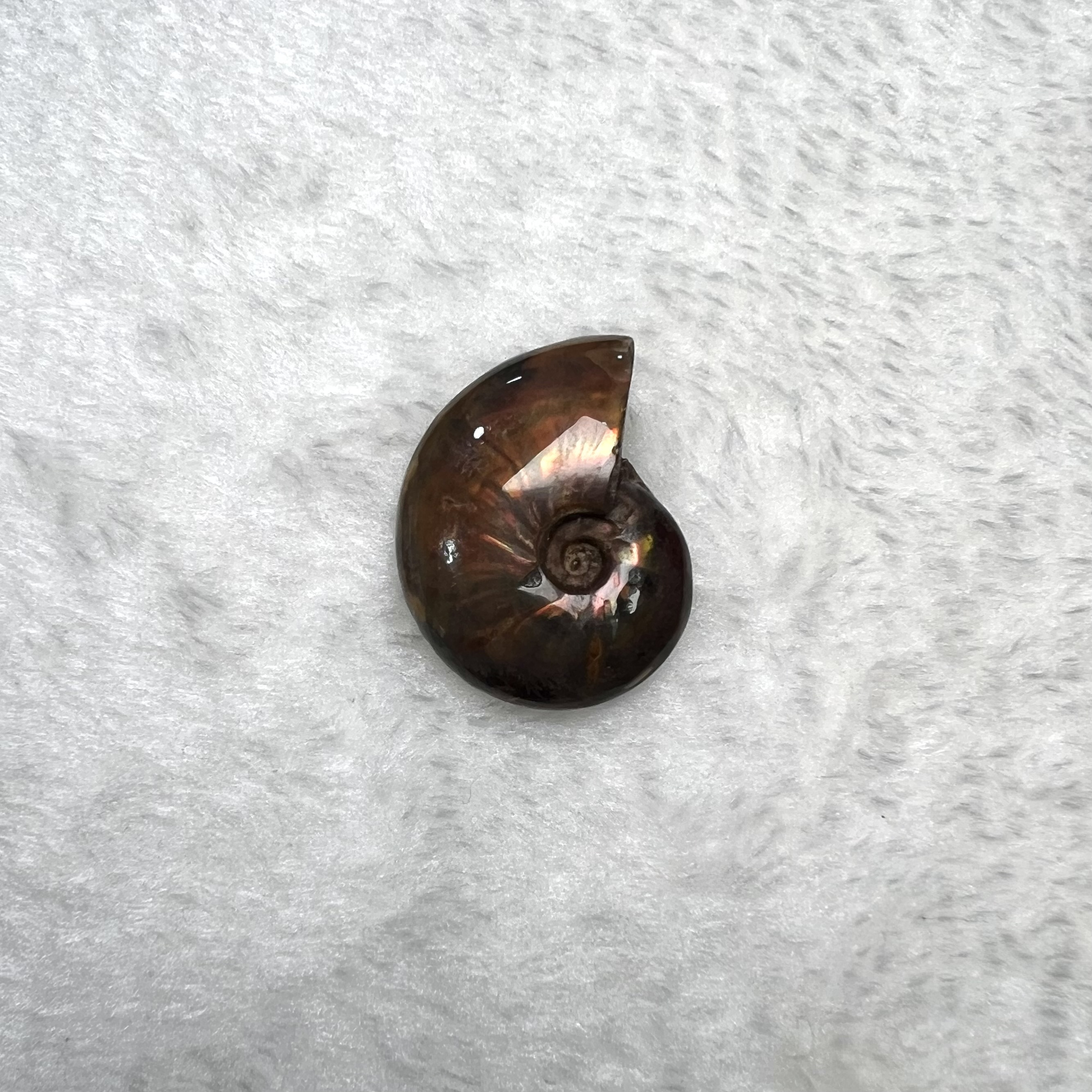 迷你斑彩螺 (2.5cm - 3cm)  #H693-4