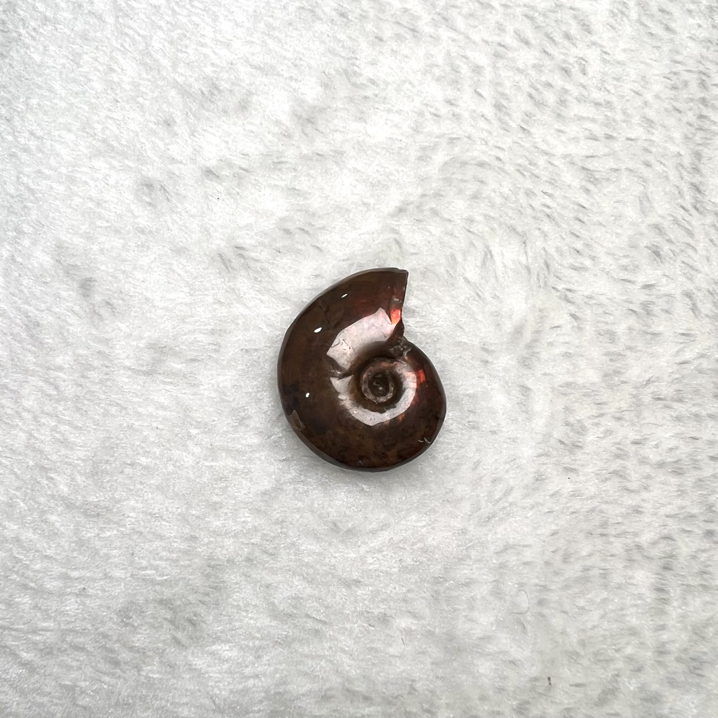 迷你斑彩螺 (2.5cm - 3cm)  #H693-5