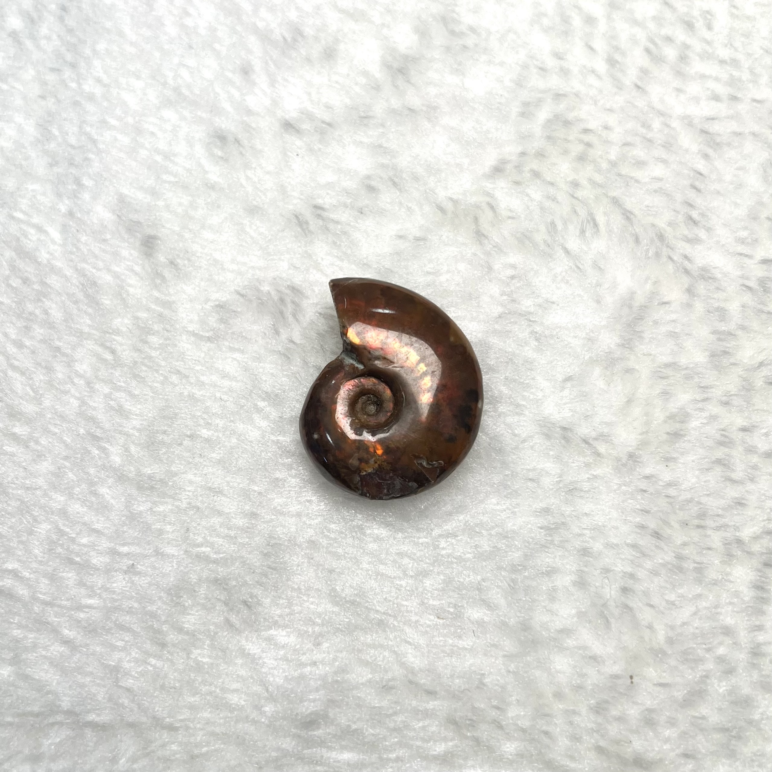 迷你斑彩螺 (2.5cm - 3cm)  #H693-5