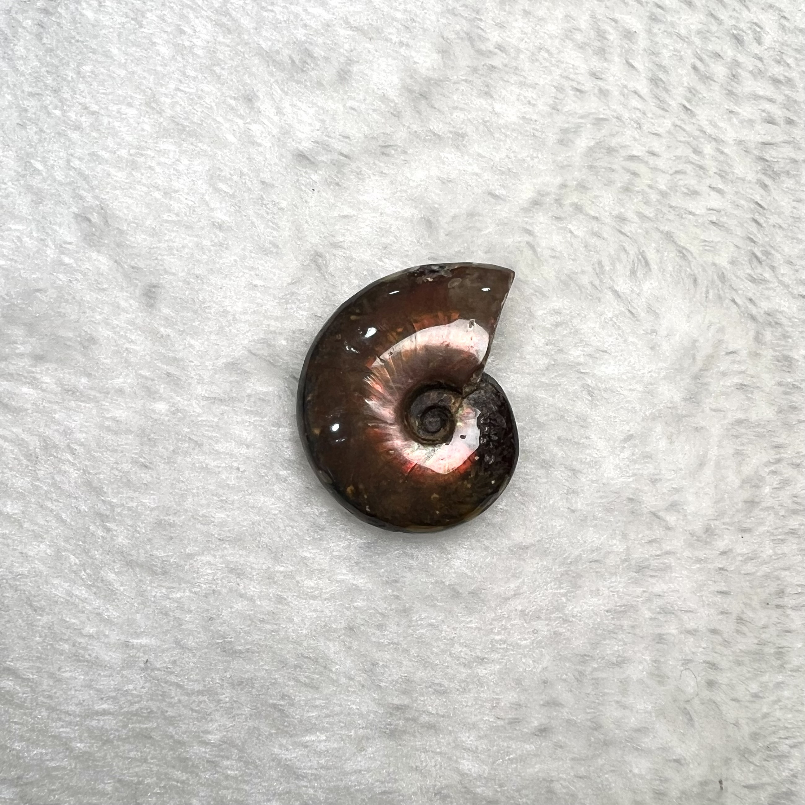 迷你斑彩螺 (2.5cm - 3cm)  #H693-1