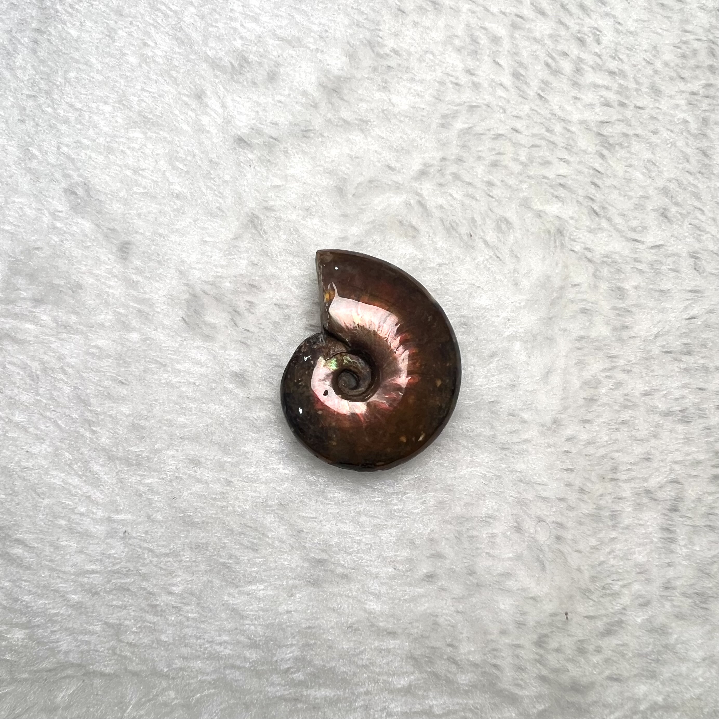 迷你斑彩螺 (2.5cm - 3cm)  #H693-1