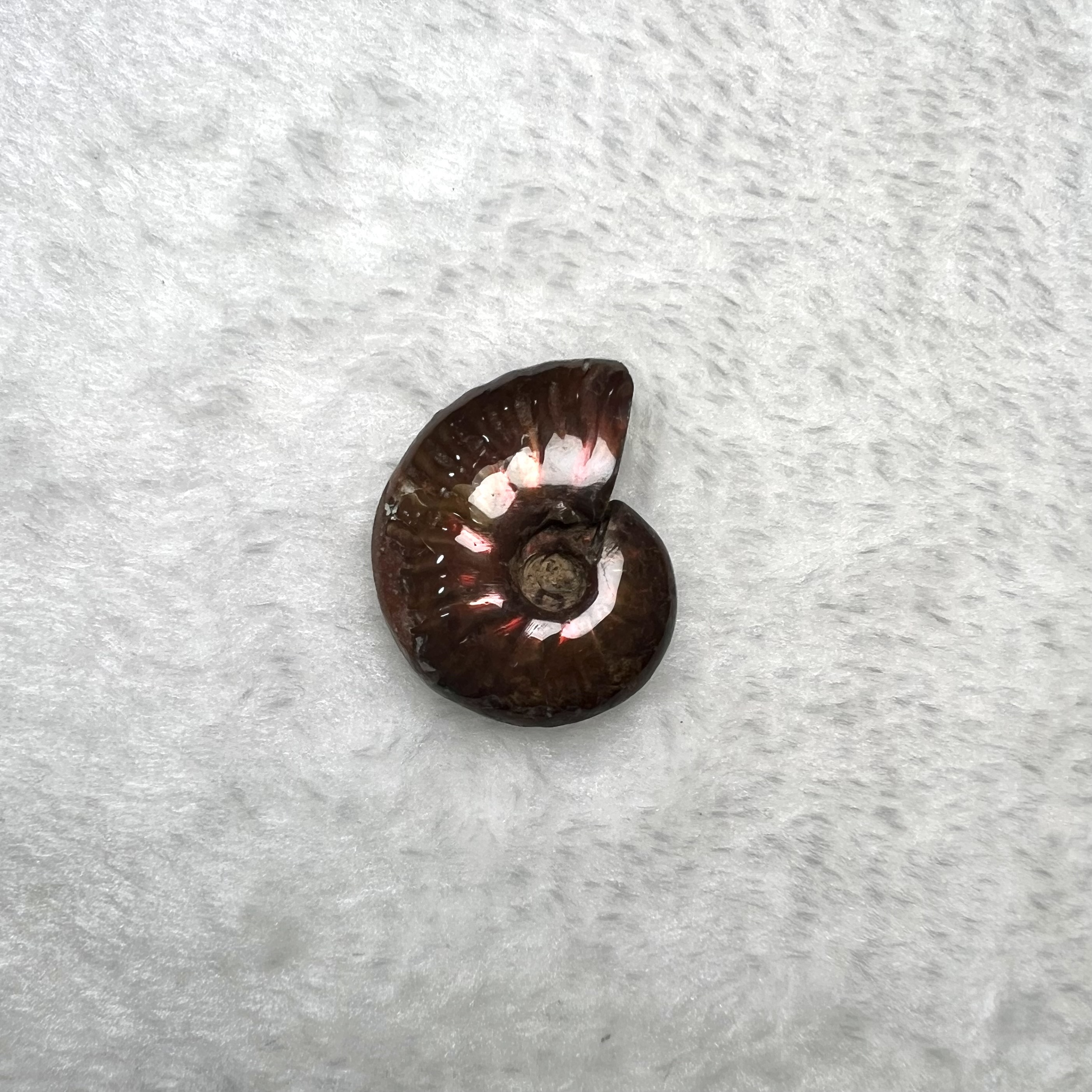 迷你斑彩螺 (2.5cm - 3cm)  #H693-11