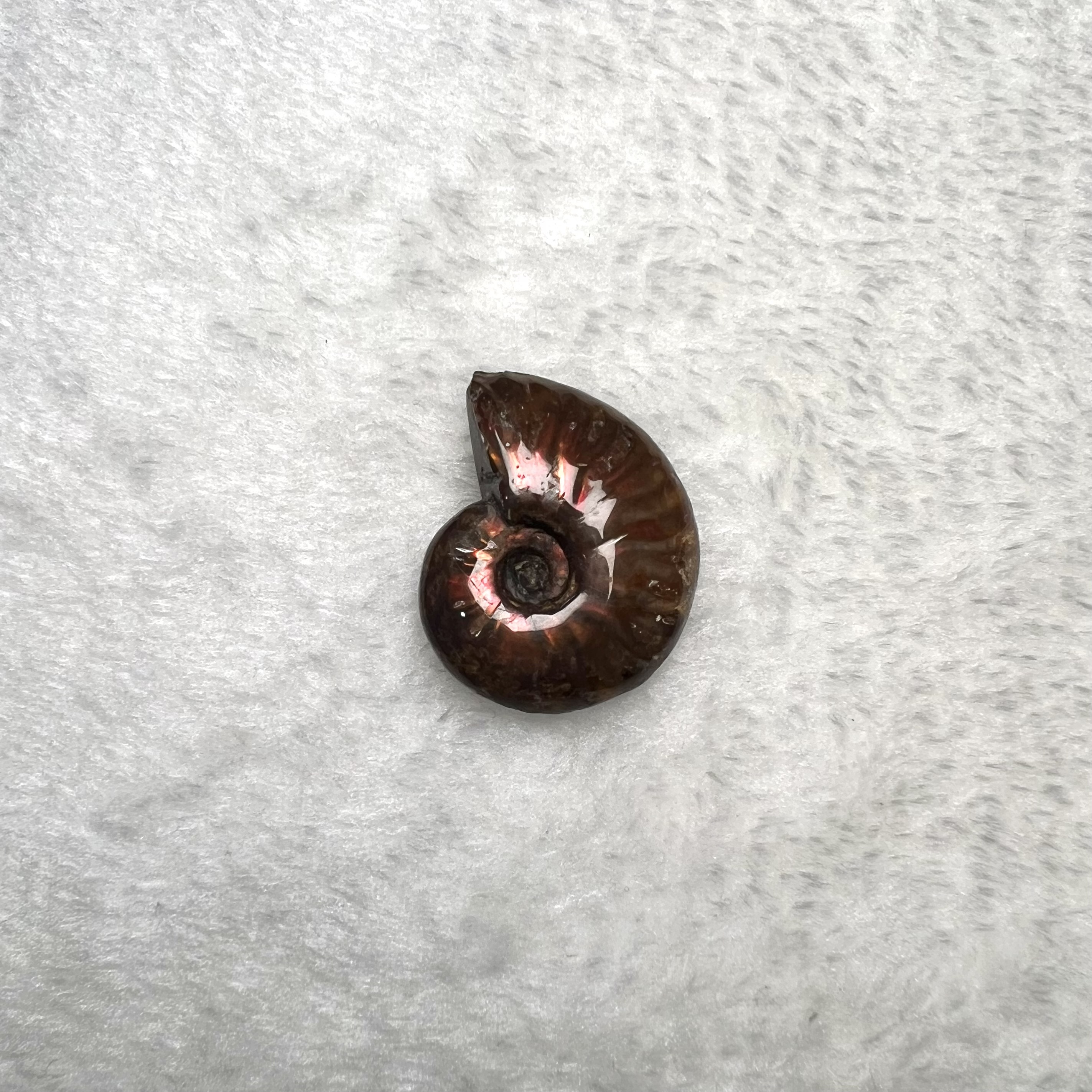 迷你斑彩螺 (2.5cm - 3cm)  #H693-11