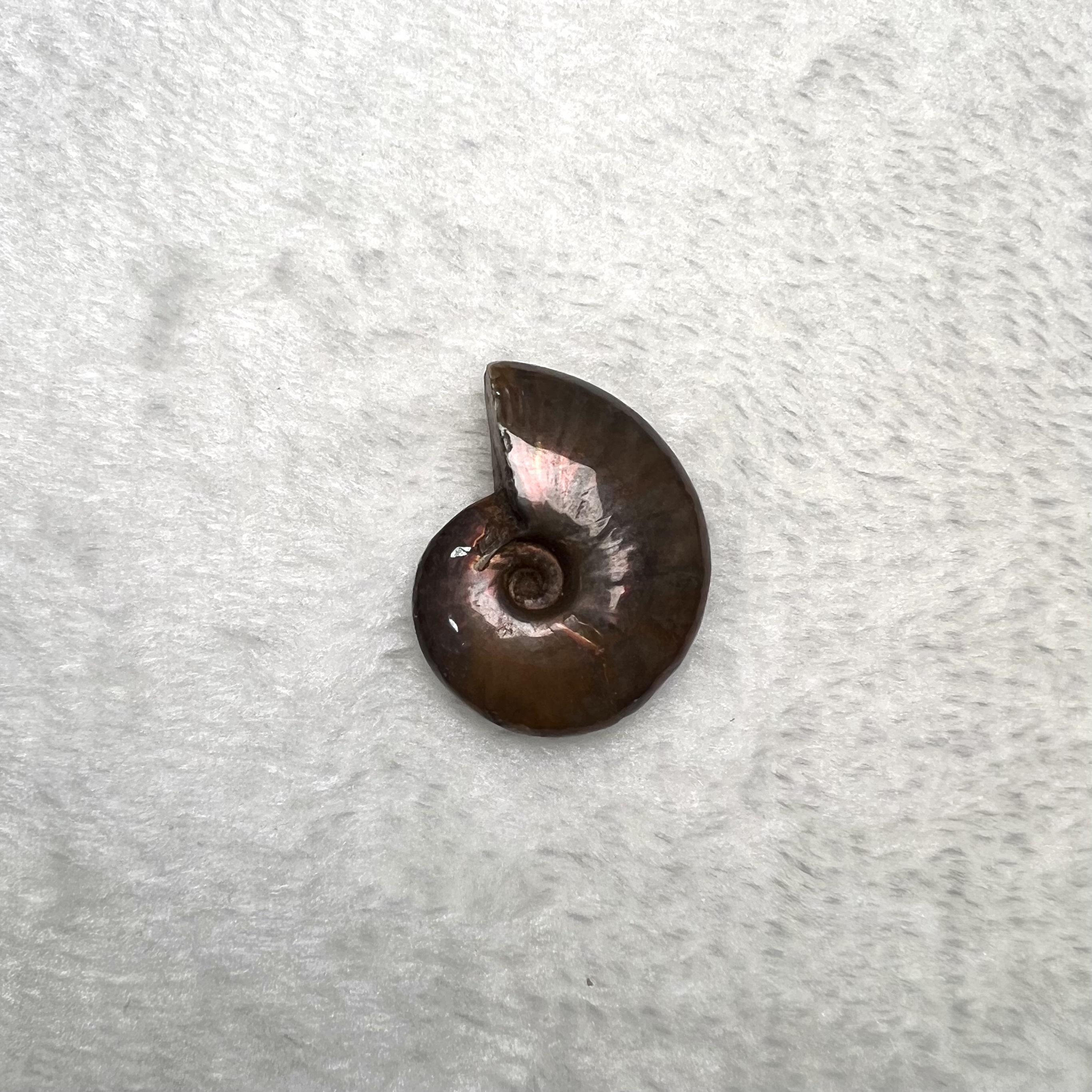 迷你斑彩螺 (3cm - 4cm)  #H674-10