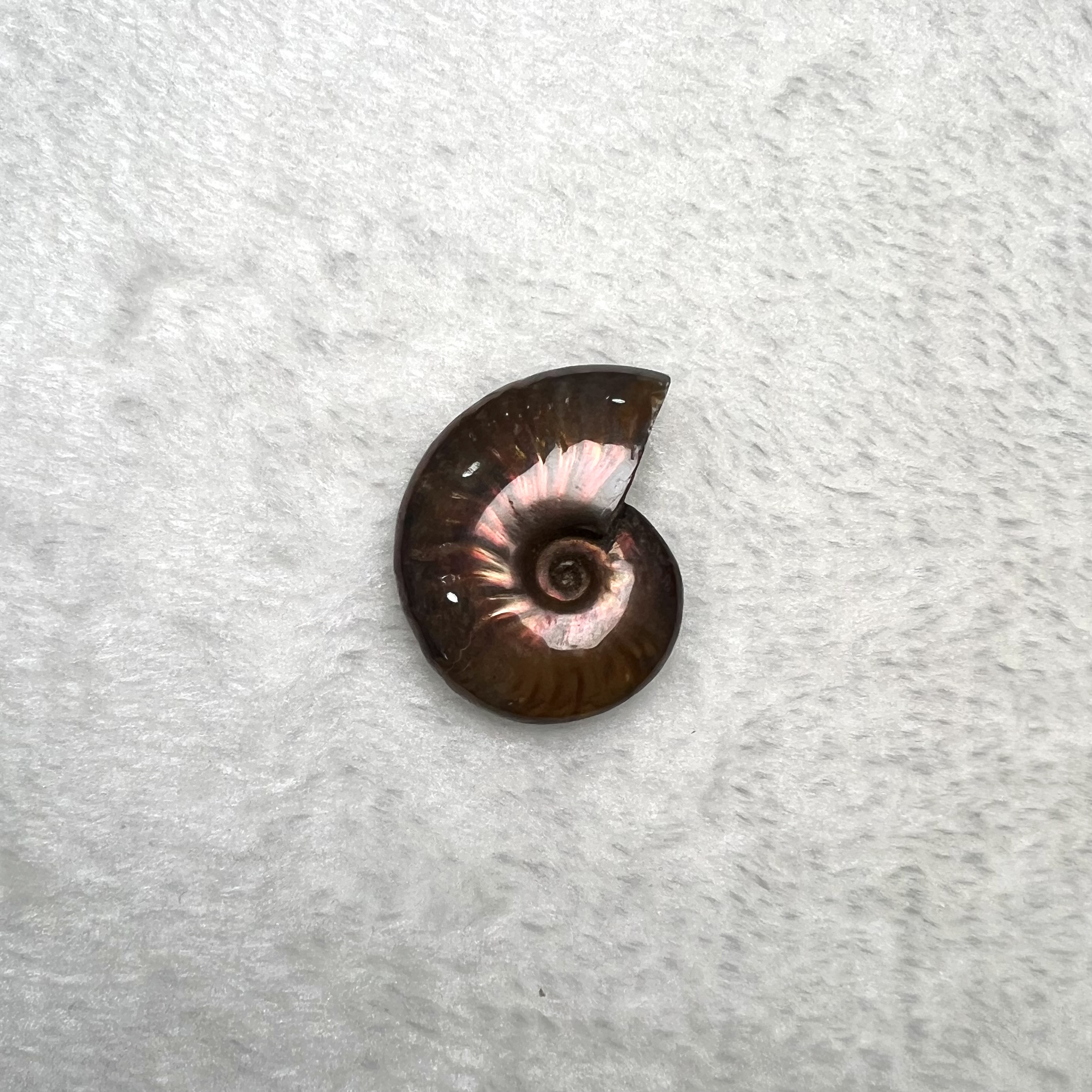 迷你斑彩螺 (3cm - 4cm)  #H674-10