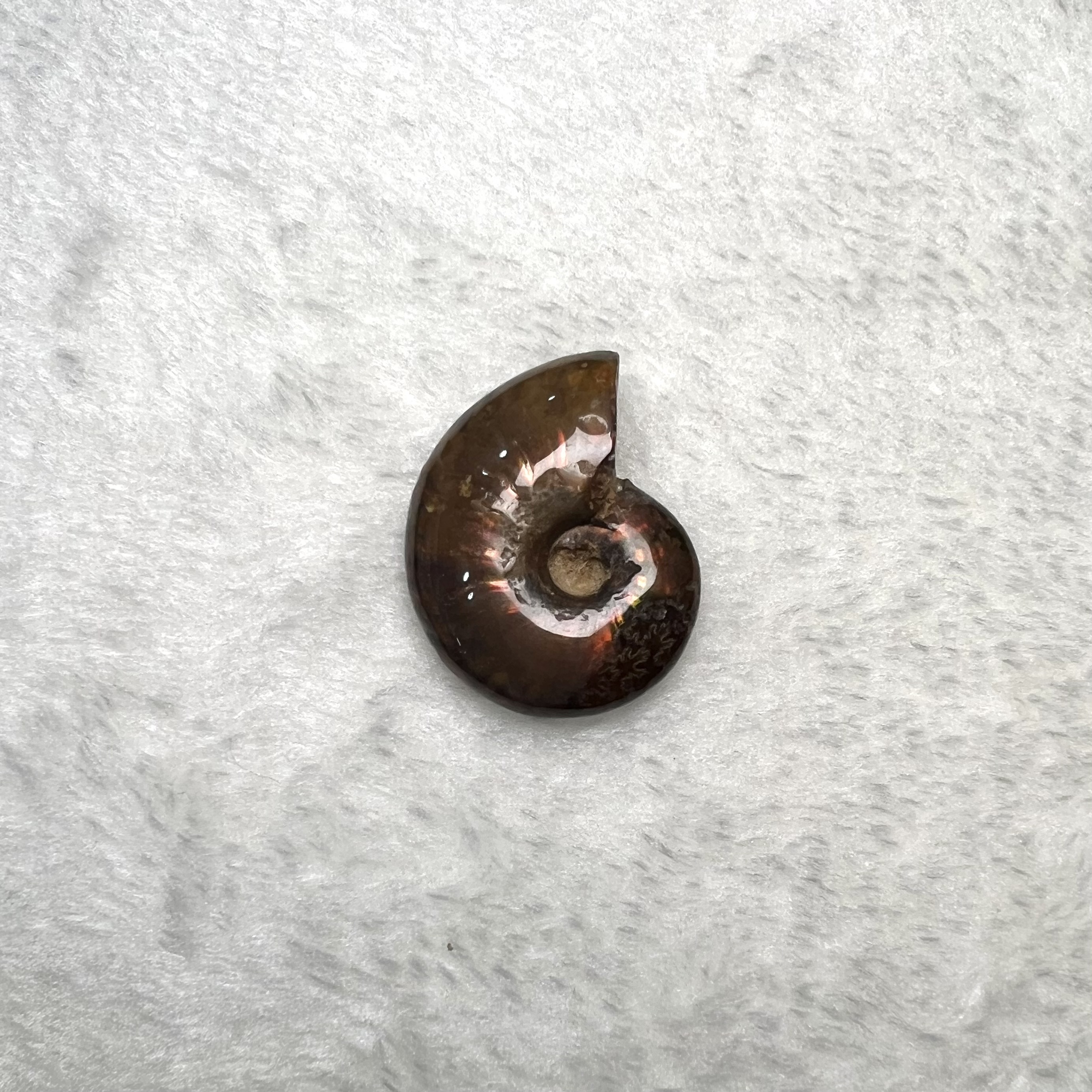 迷你斑彩螺 (3cm - 4cm)  #H674-4