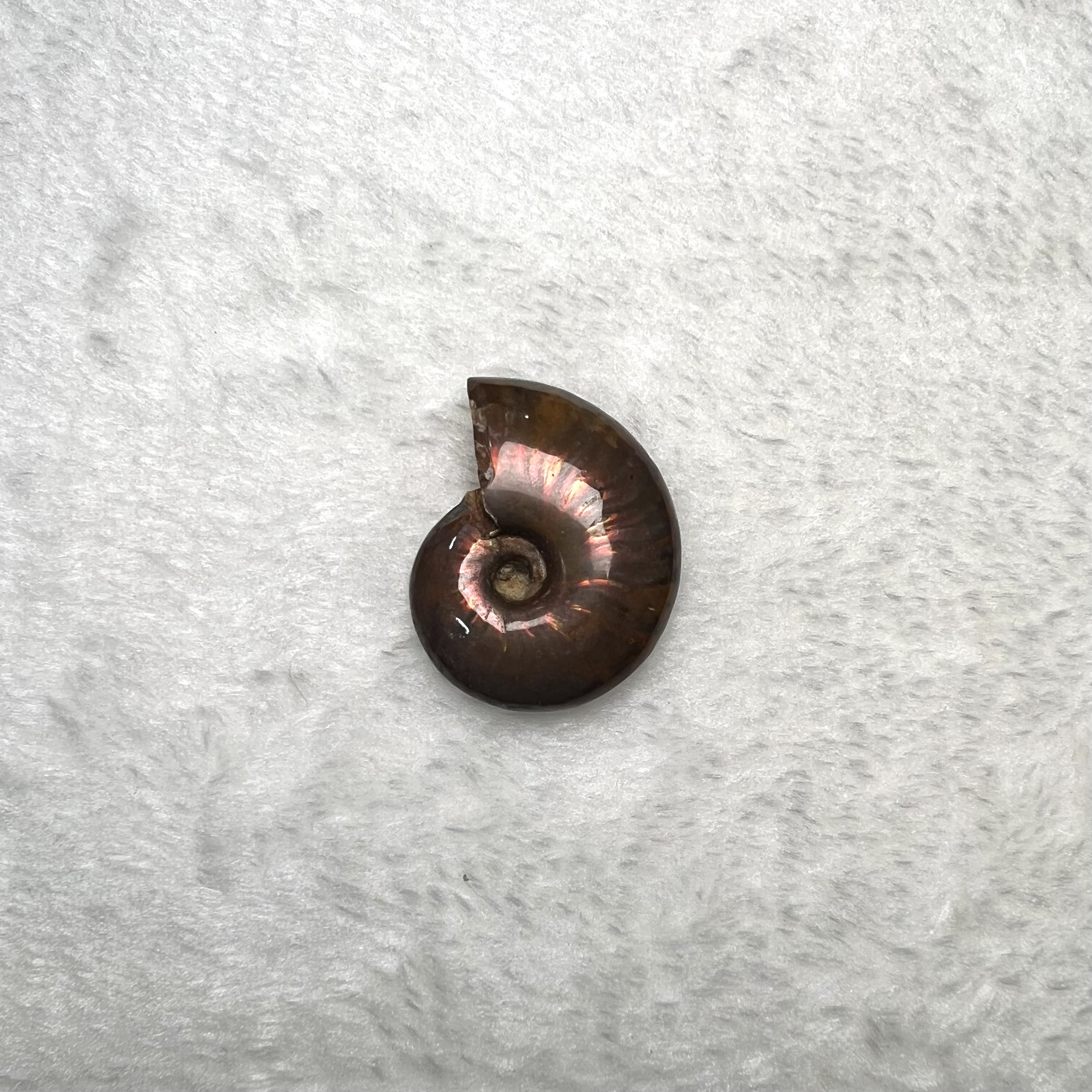 迷你斑彩螺 (3cm - 4cm)  #H674-4