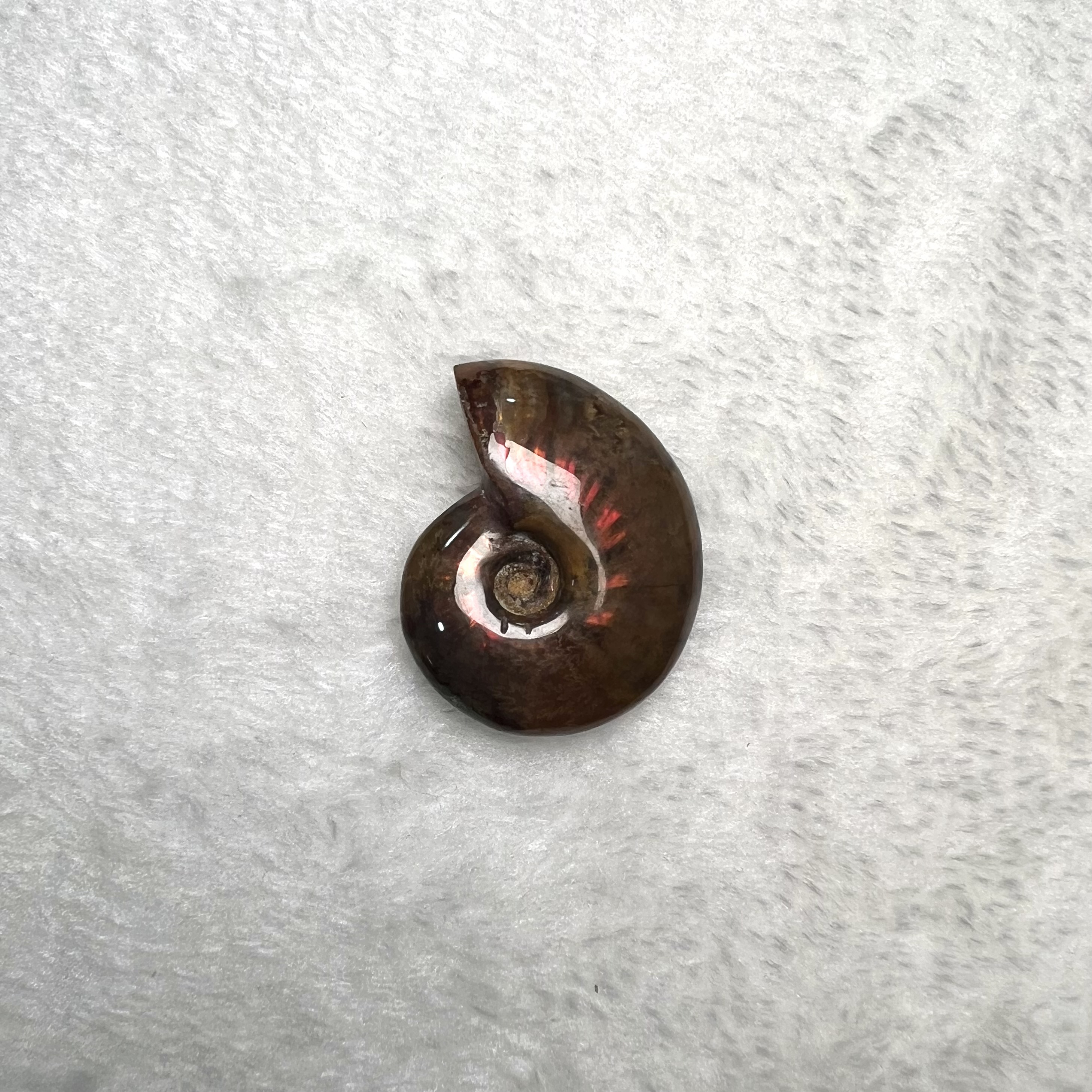 迷你斑彩螺 (3cm - 4cm)  #H674-9