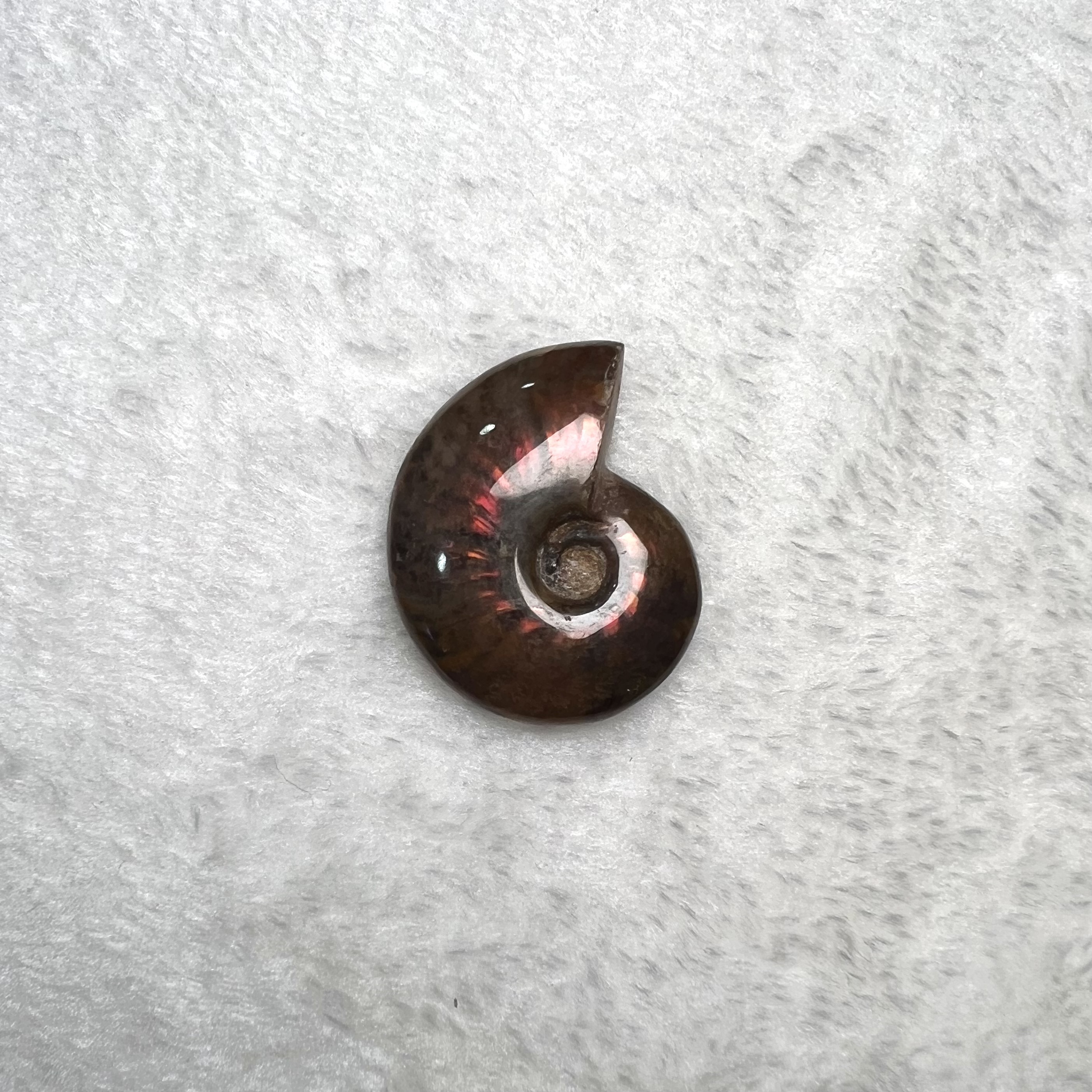 迷你斑彩螺 (3cm - 4cm)  #H674-9