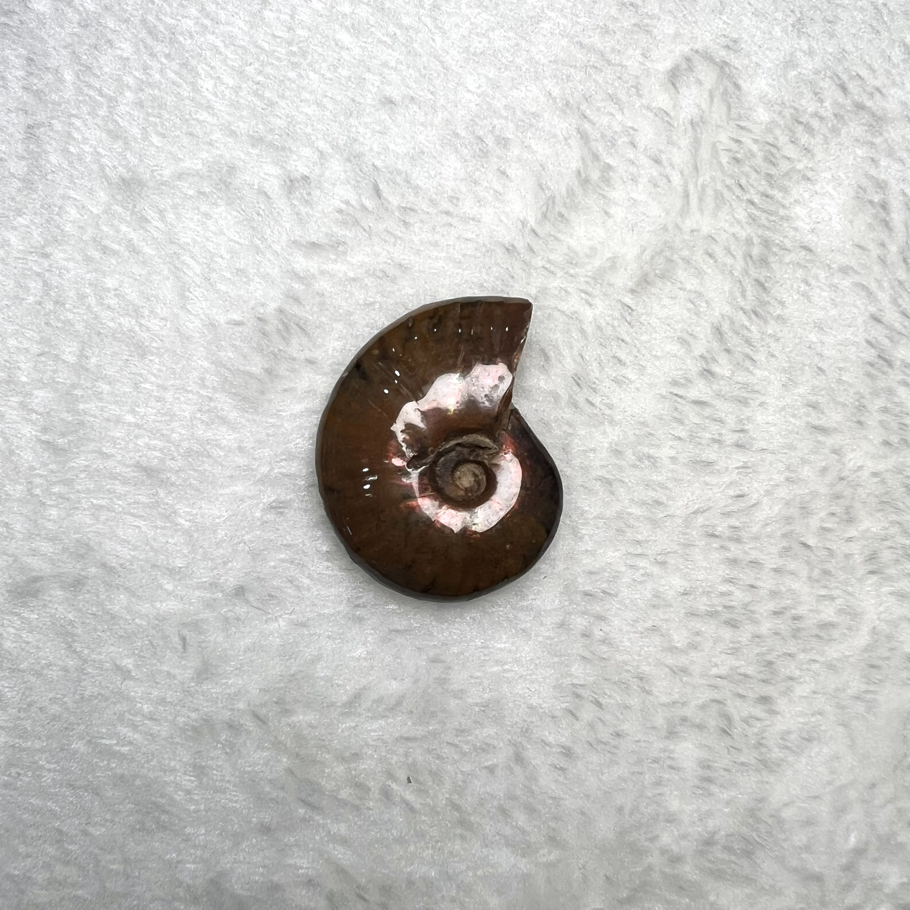 迷你斑彩螺 (3cm - 4cm)  #H674-8