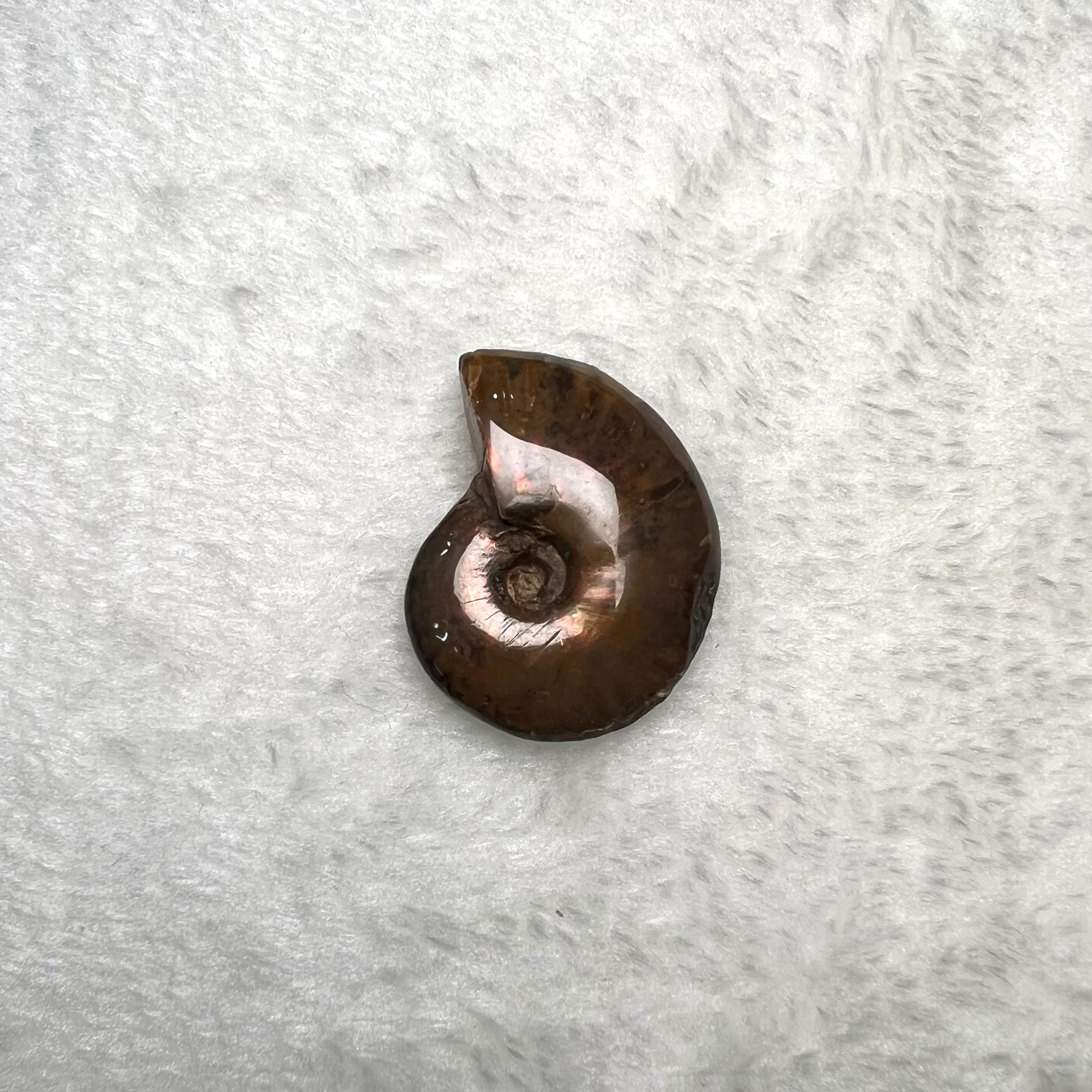 迷你斑彩螺 (3cm - 4cm)  #H674-8