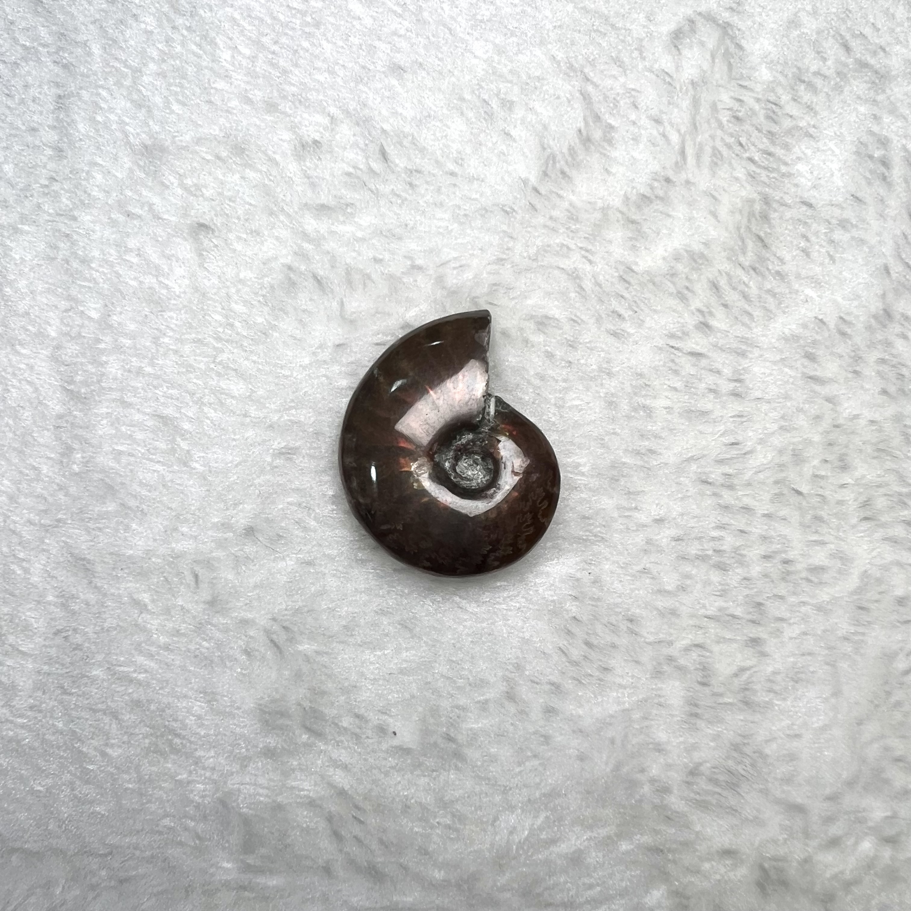 迷你斑彩螺 (3cm - 4cm)  #H674-11