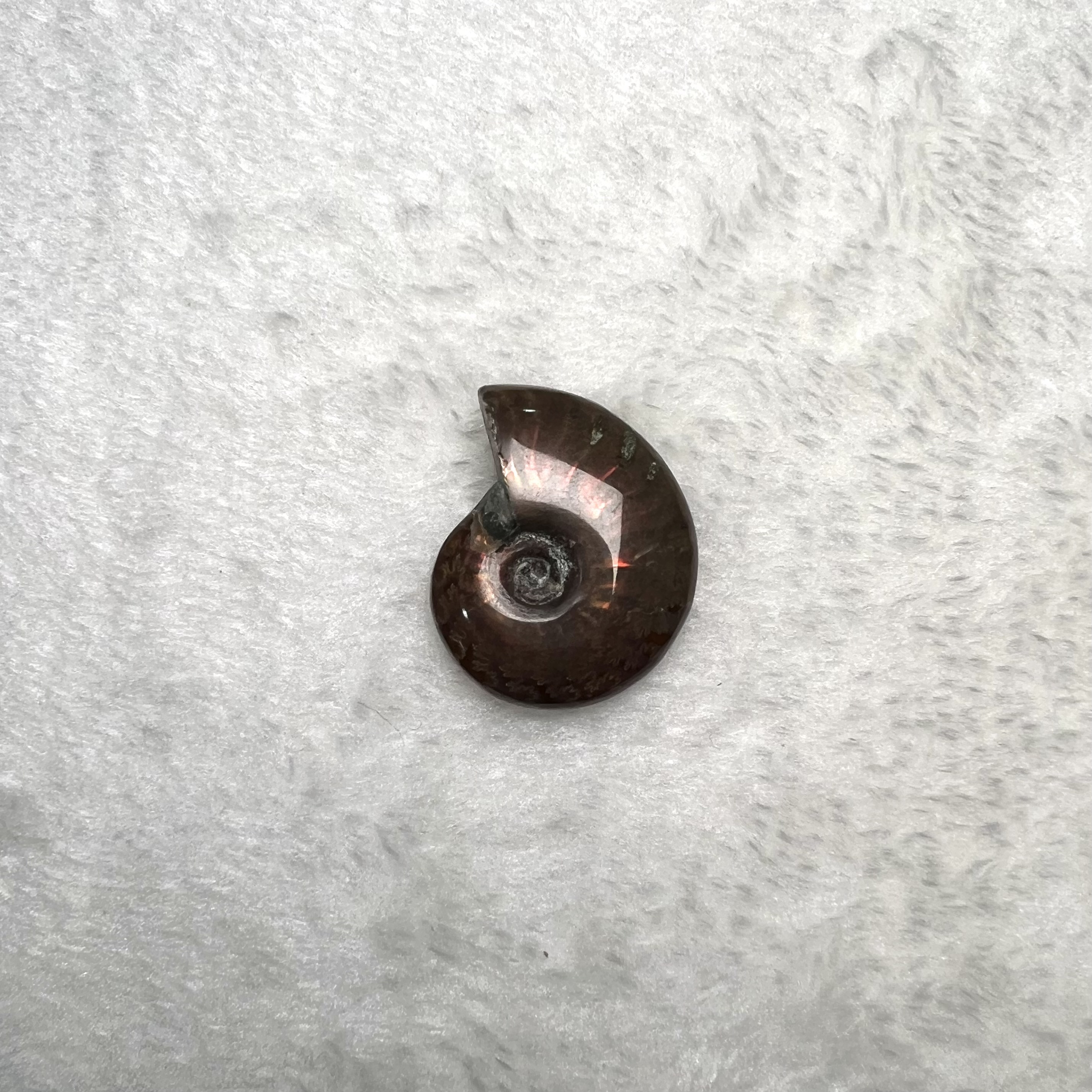 迷你斑彩螺 (3cm - 4cm)  #H674-11