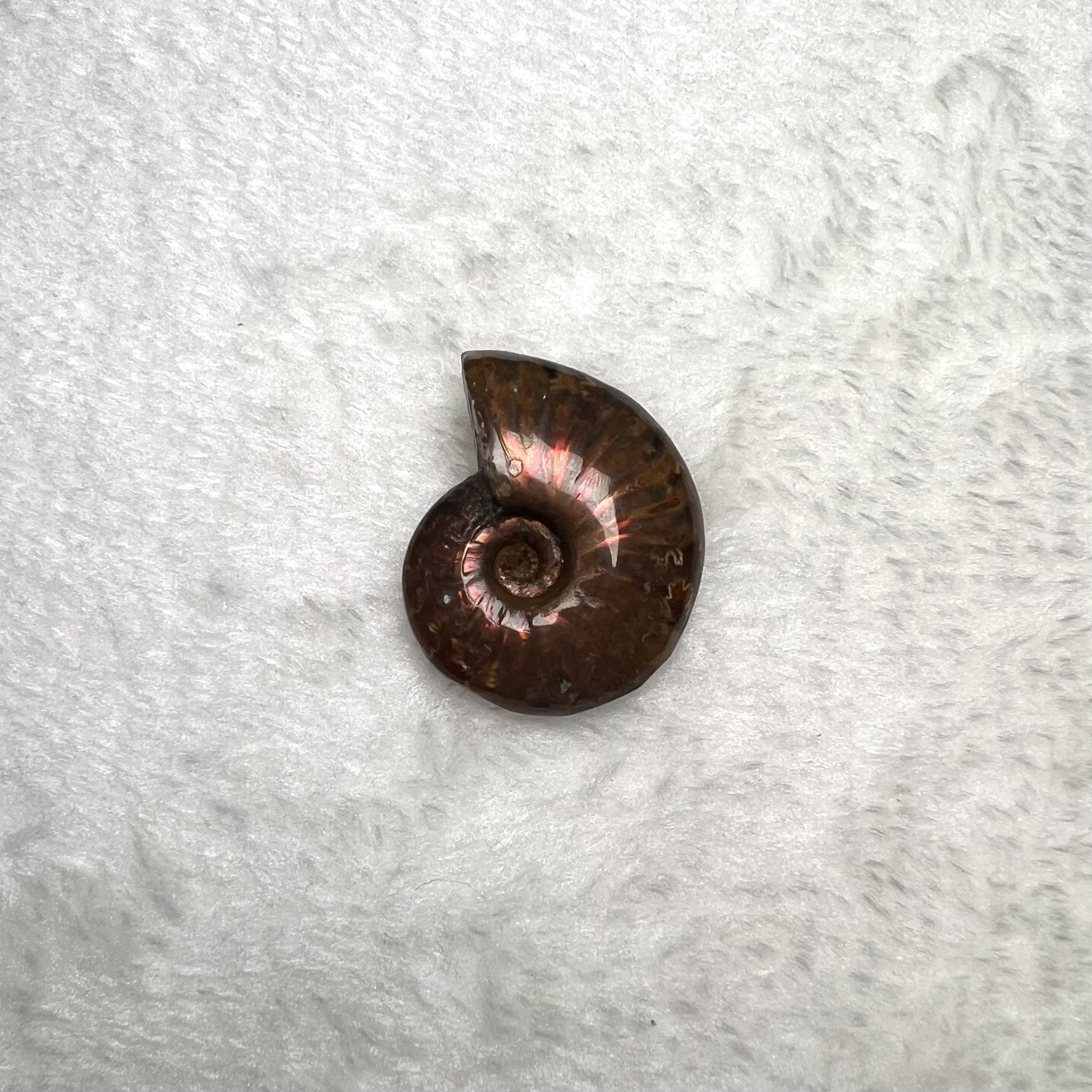 迷你斑彩螺 (3cm - 4cm)  #H674-3