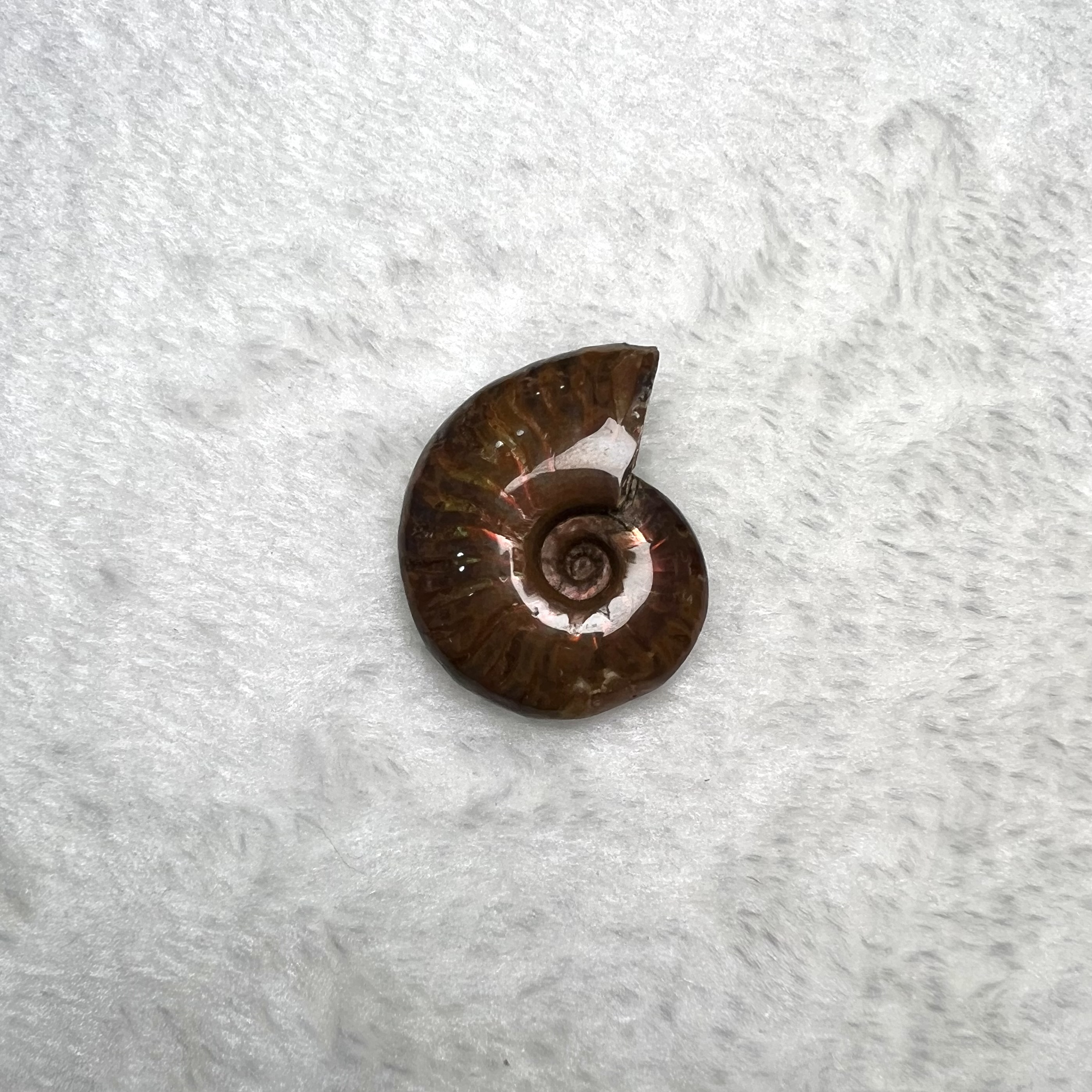 迷你斑彩螺 (3cm - 4cm)  #H674-3