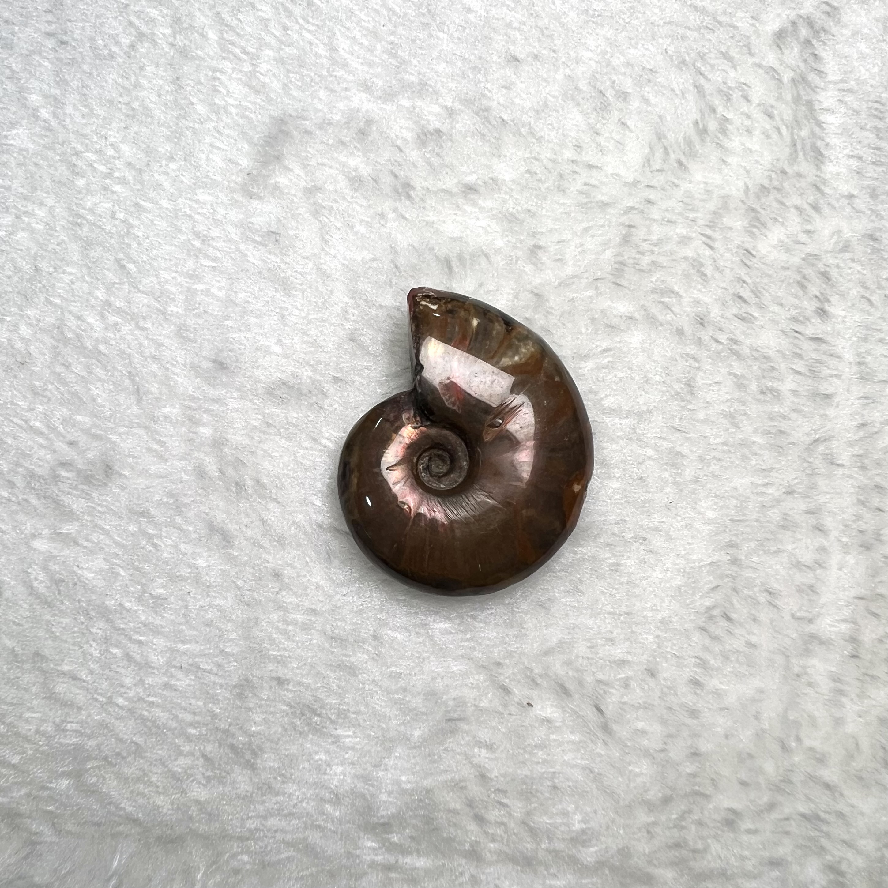 迷你斑彩螺 (3cm - 4cm)  #H674-1