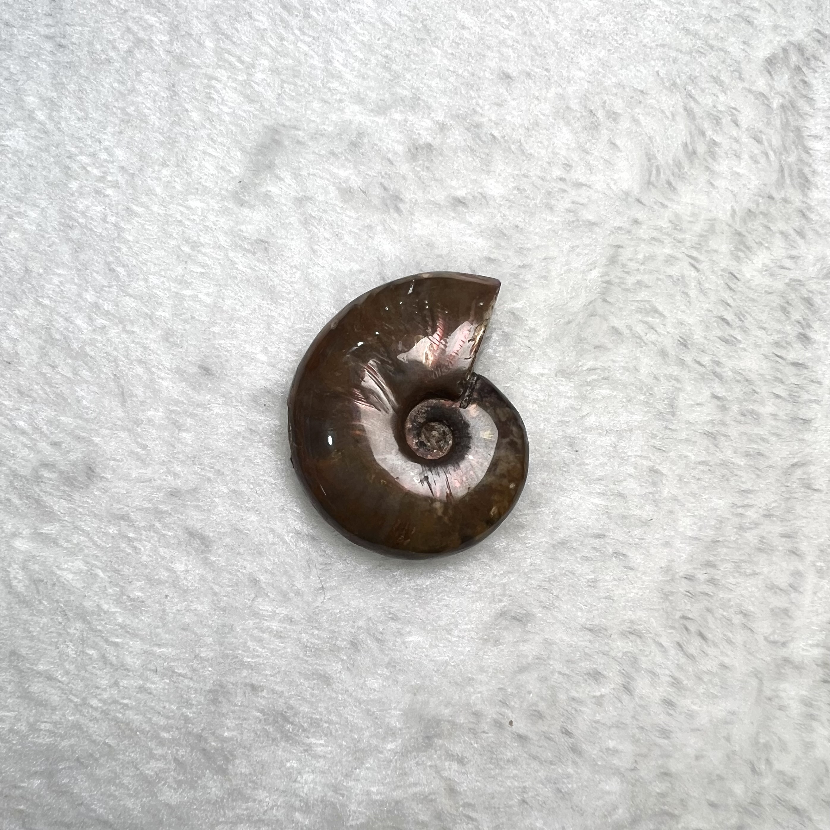 迷你斑彩螺 (3cm - 4cm)  #H674-1