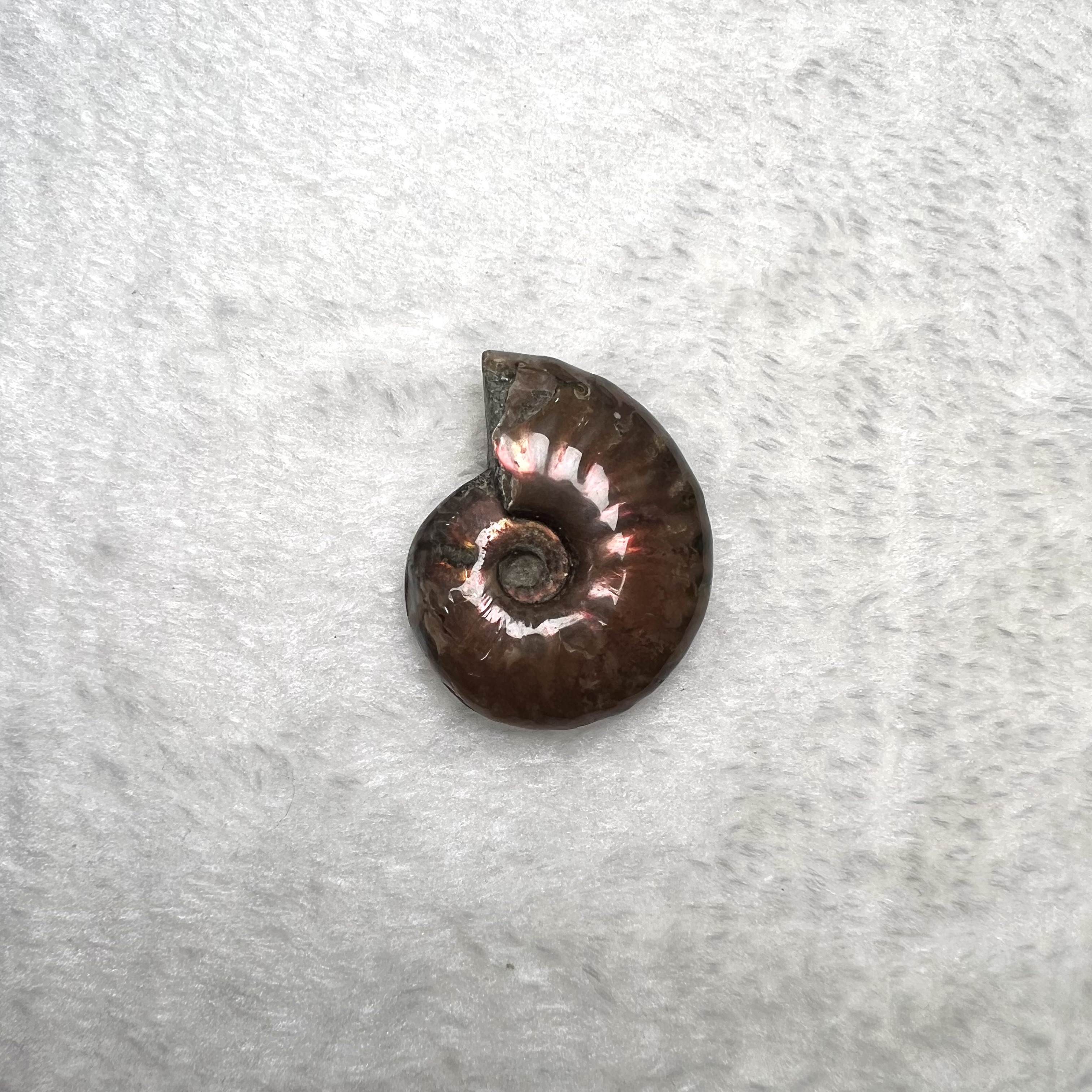 迷你斑彩螺 (3cm - 4cm)  #H674-7