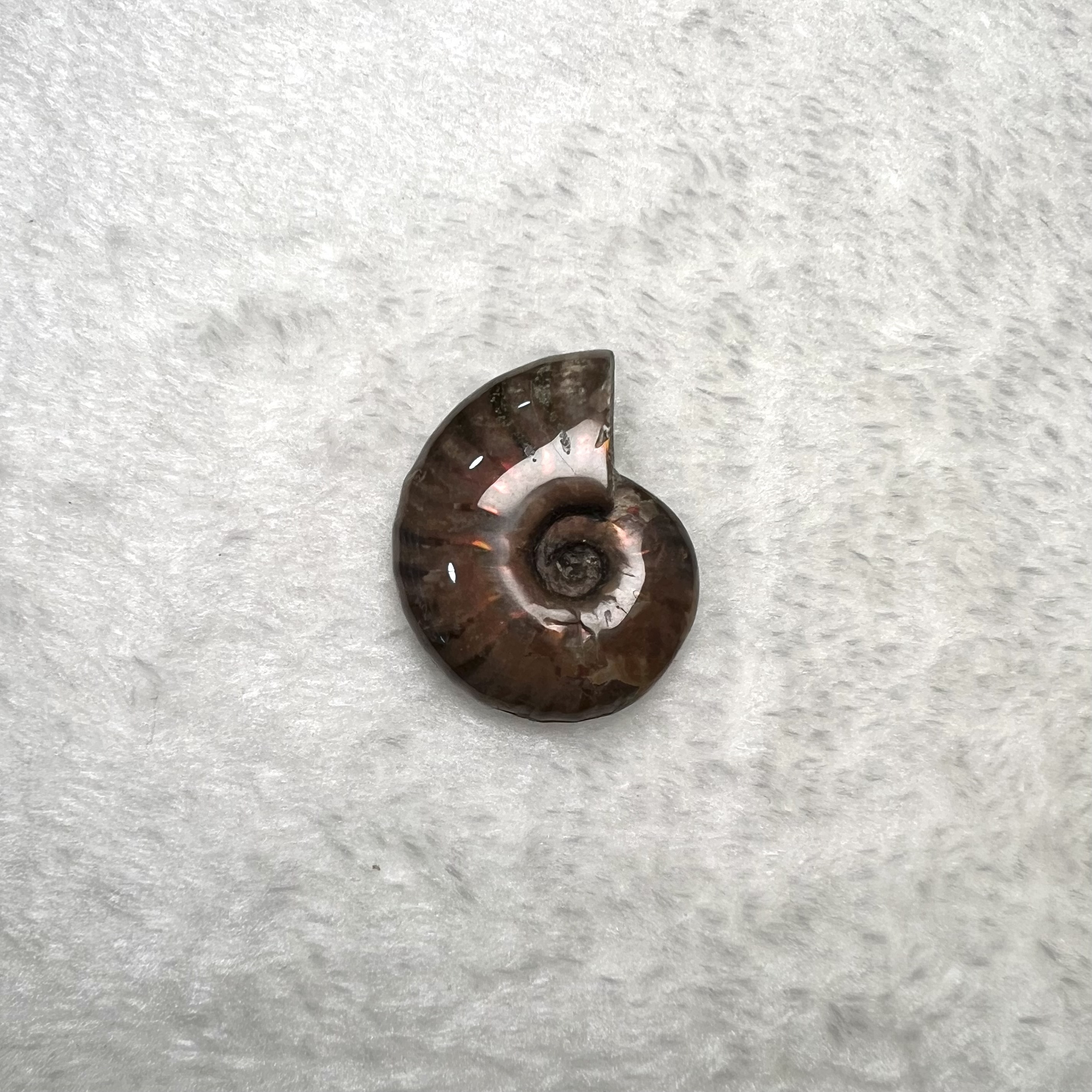 迷你斑彩螺 (3cm - 4cm)  #H674-7