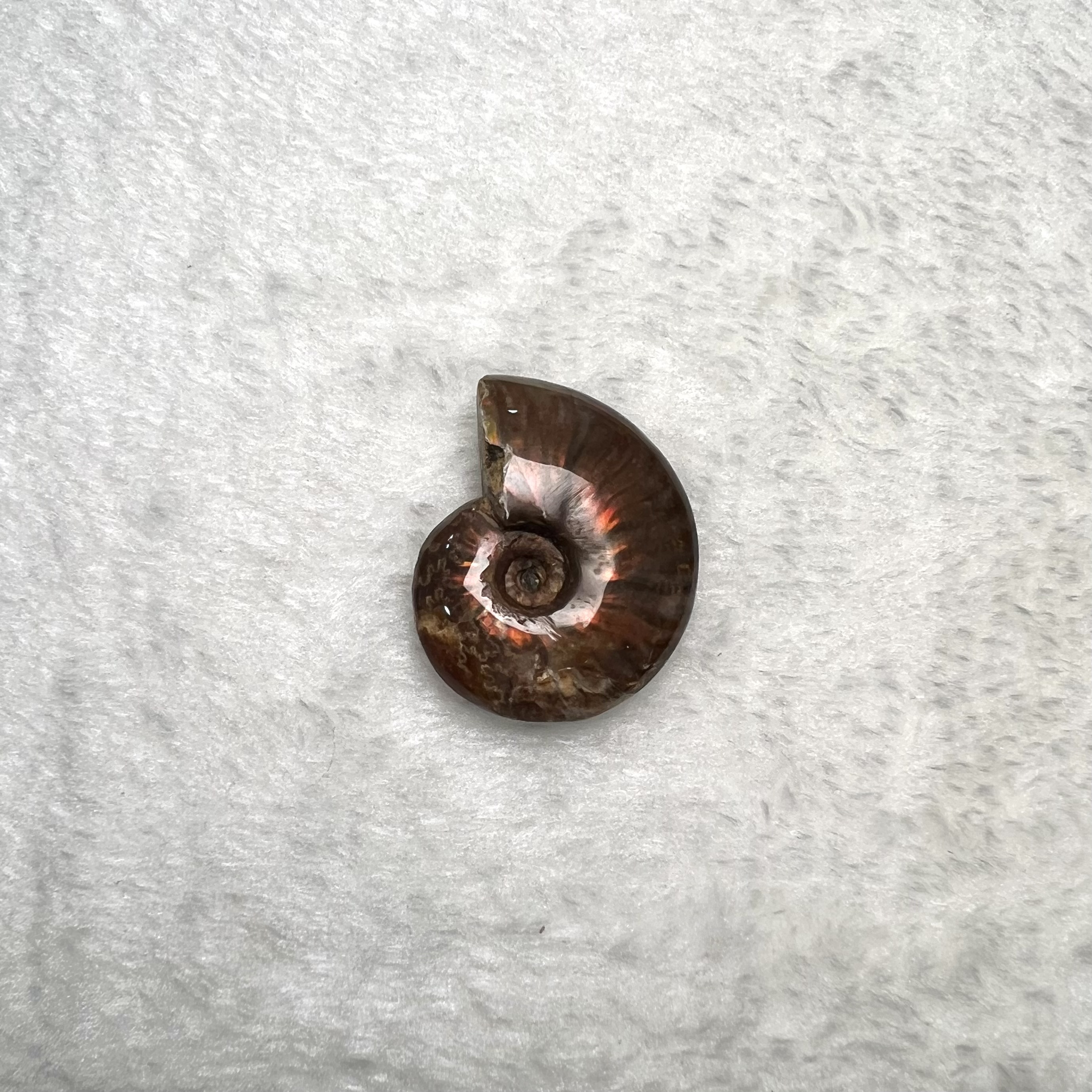 迷你斑彩螺 (3cm - 4cm)  #H674-2