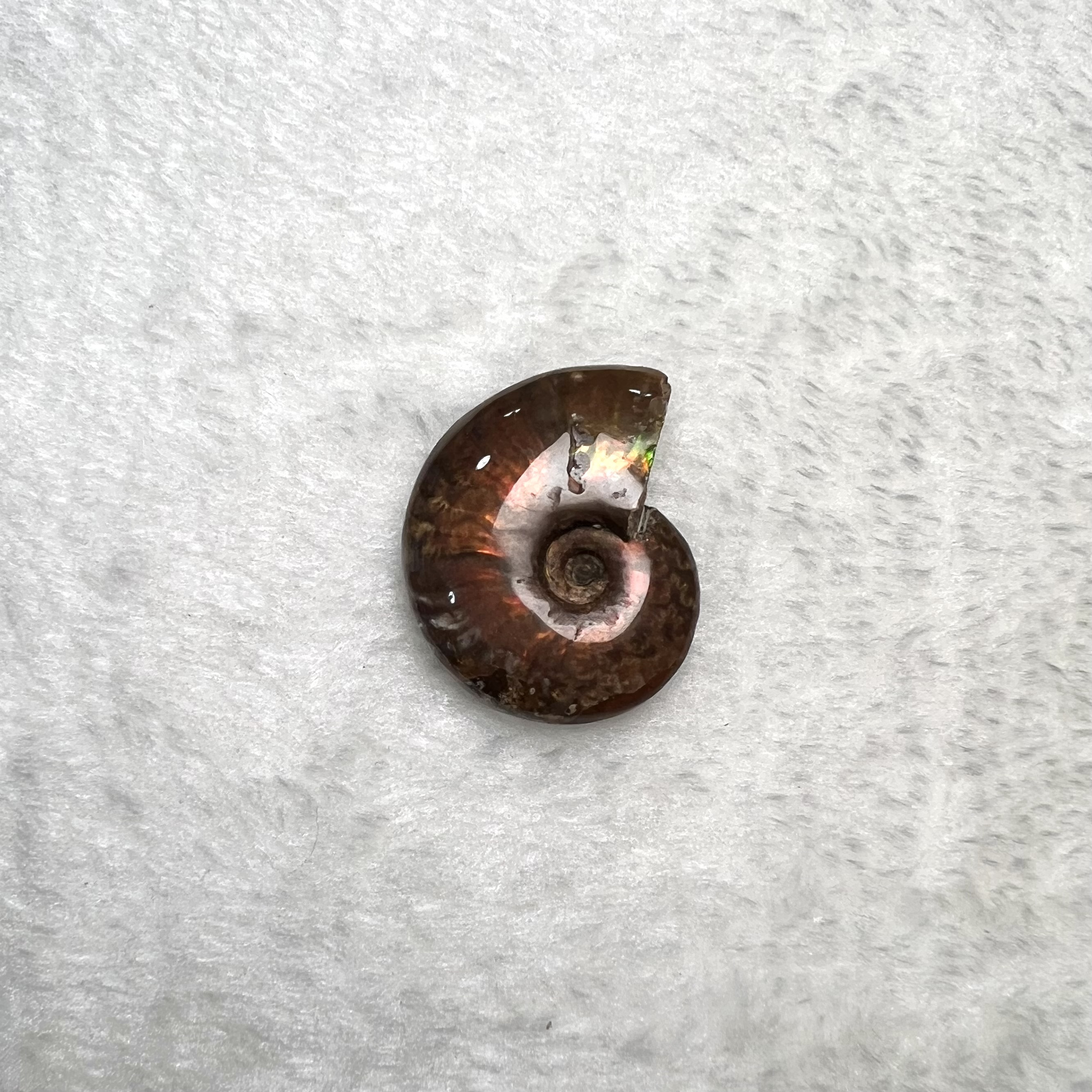 迷你斑彩螺 (3cm - 4cm)  #H674-2