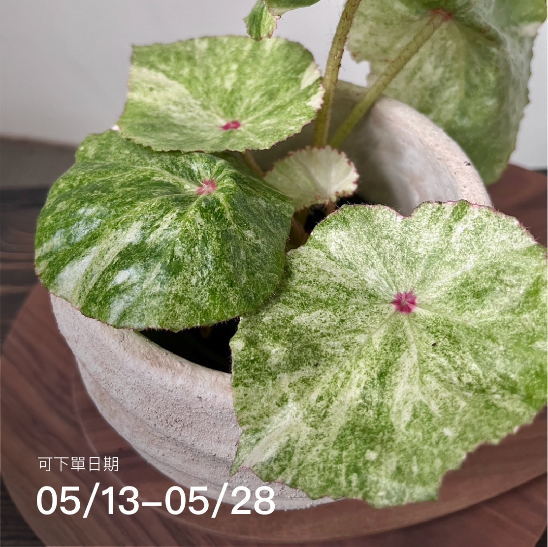 21 ベゴニア　ルージュ　斑入りBegonia Rouge Variegated Rouge Variegated – Begonia Club