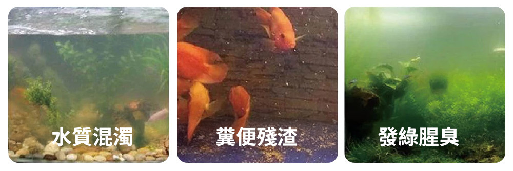 水質混濁、糞便殘渣、發綠腥臭?格濾小Q有效分解水中有害物質