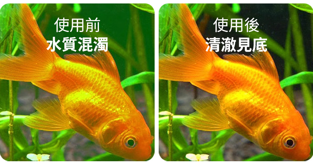 全面守護魚兒健康
