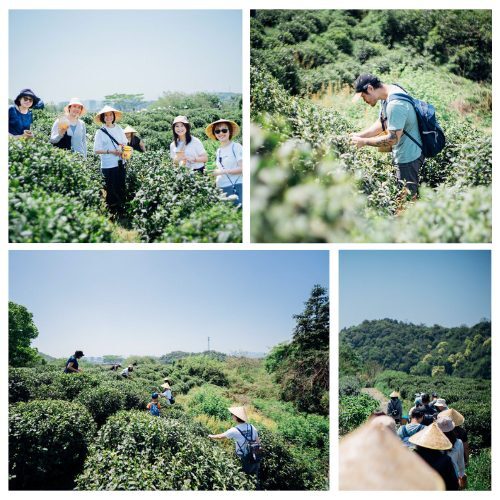 龍塢茶園漫步：茶園中的自然探索｜瑜茶舍