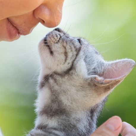 Marpet Equilibria 貓罐頭 單一蛋白系列．鹿肉配方85g