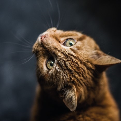 Marpet Equilibria Cat Wet Food - Duck．85g