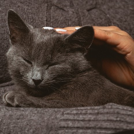 Italy Marpet Equilibria Cat Wet Food - Wild Boar．85g [Original Box of 12 Cans]