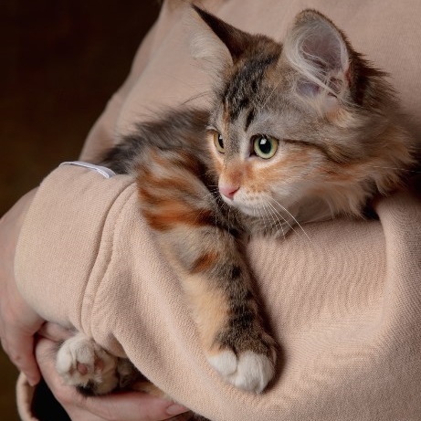 Marpet Equilibria 貓罐頭 單一蛋白系列．鱒魚配方85g