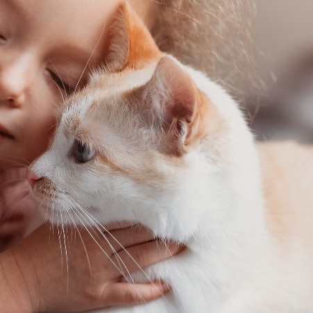 Italy Marpet Equilibria Cat Wet Food - Rabbit．85g