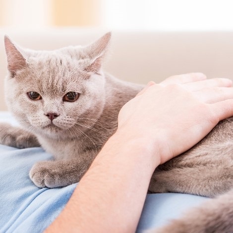 Marpet Equilibria 貓罐頭 單一蛋白系列．雞肉配方85g