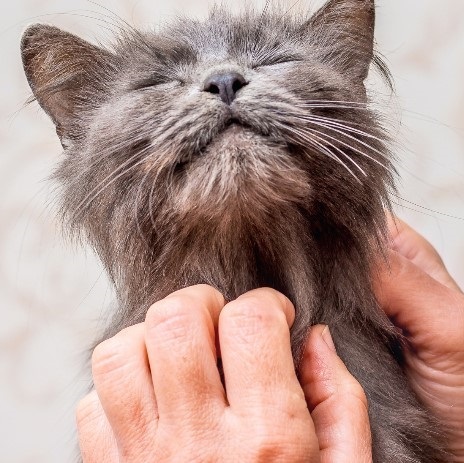 Marpet Equilibria 貓罐頭 單一蛋白系列．火雞配方85g