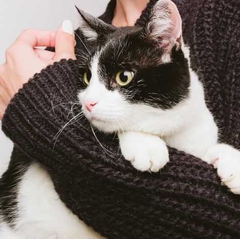 Marpet Equilibria 貓罐頭 單一蛋白系列．白魚配方85g