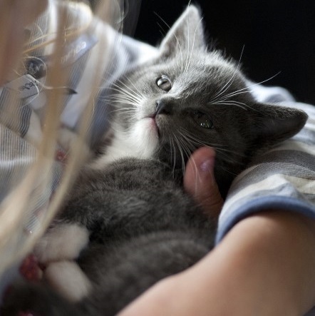 Italy Marpet Equilibria Cat Wet Food - Salmon．85g