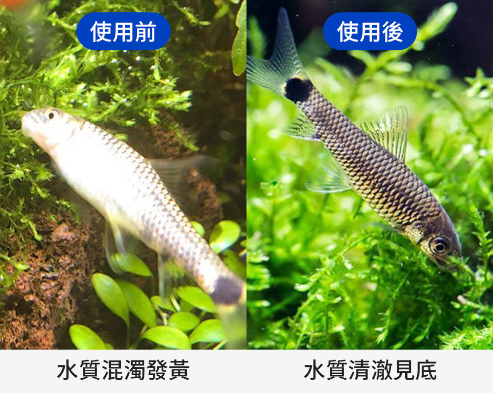 使用前水質混濁發黃，使用後水質清澈見底
