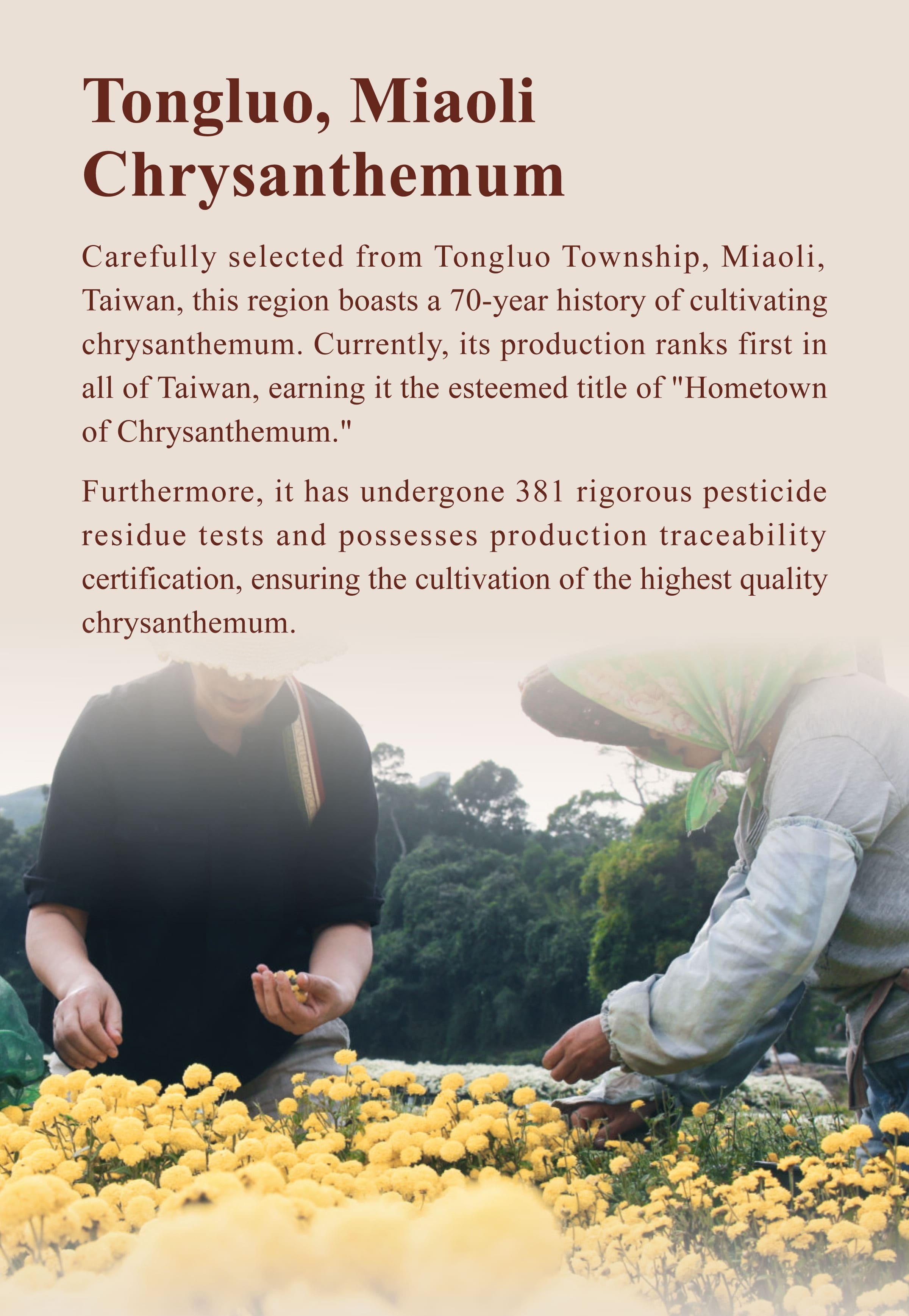 Introduction of Dengyi Chrysanthemum